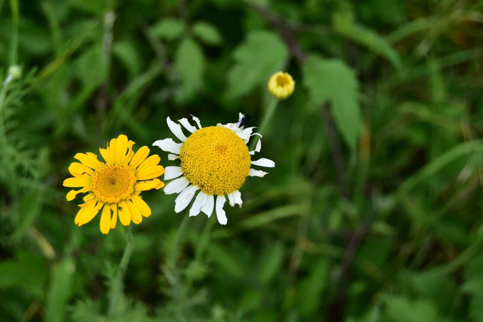 Nikon D5600 sample photo. Flowers in spring, flowers photography