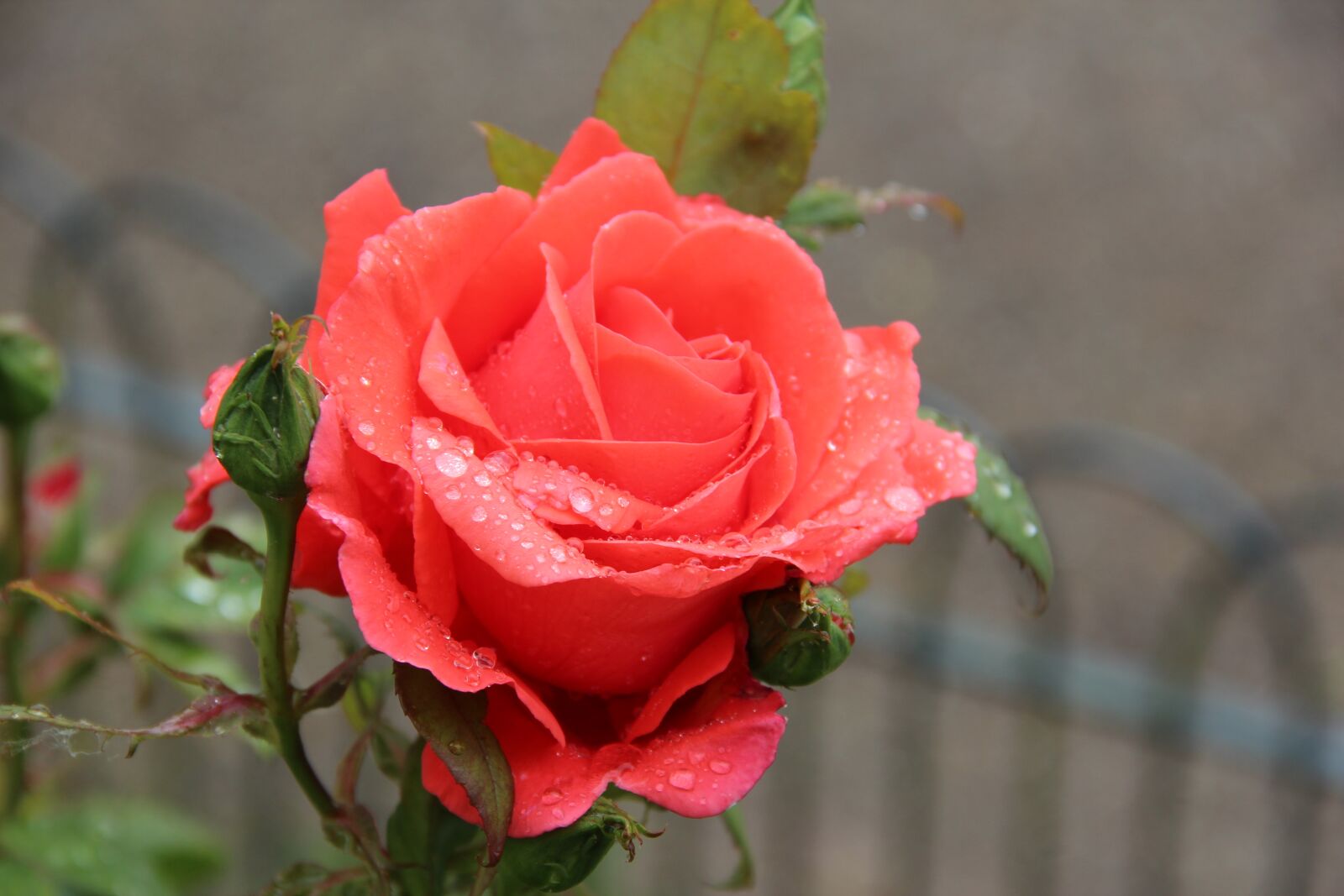 Canon EOS 600D (Rebel EOS T3i / EOS Kiss X5) sample photo. Rose, dew, red photography