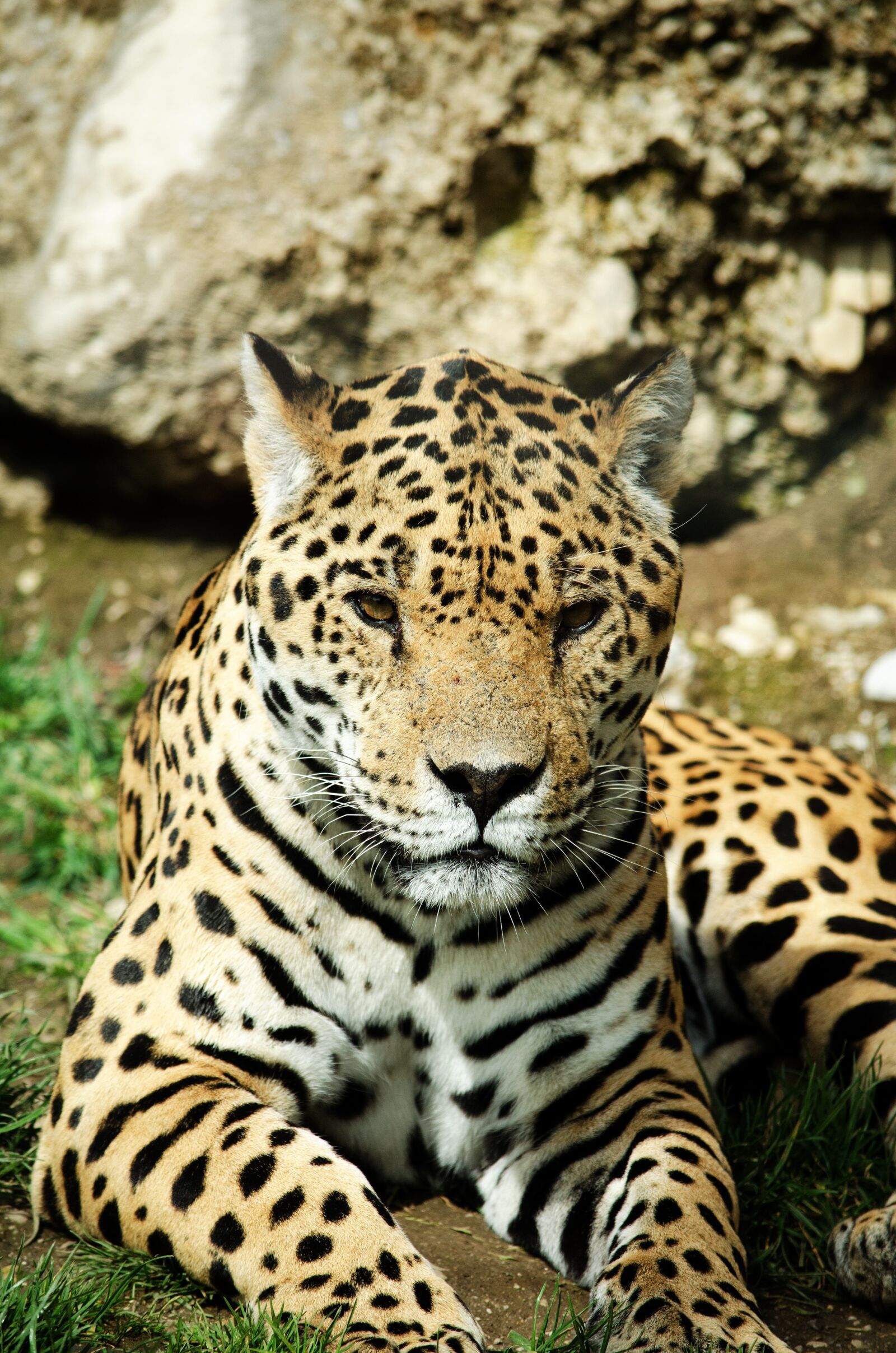 Nikon D5100 sample photo. Jaguar, big cat, wildcat photography