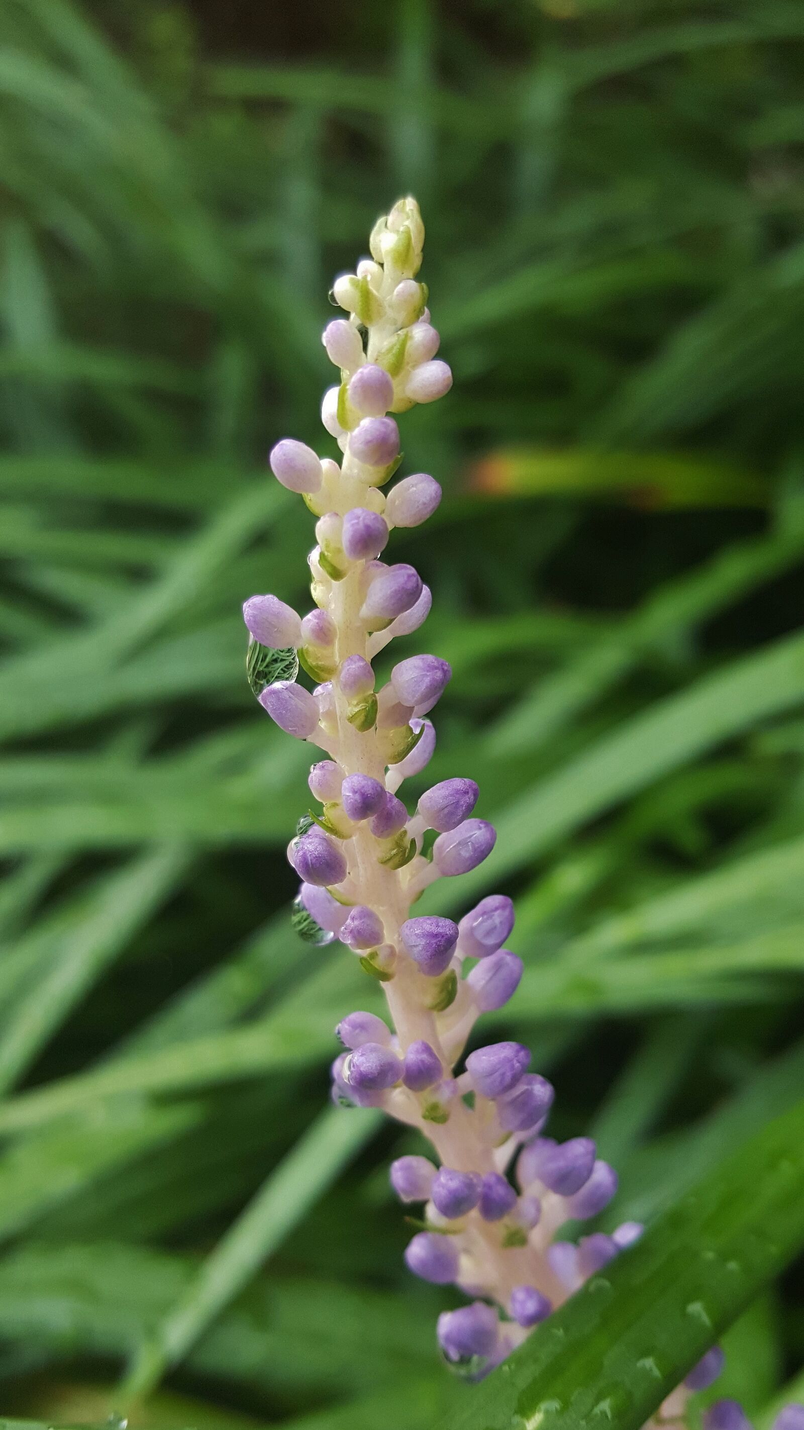 Samsung Galaxy Note5 sample photo. Flowers, flower spikes, big photography
