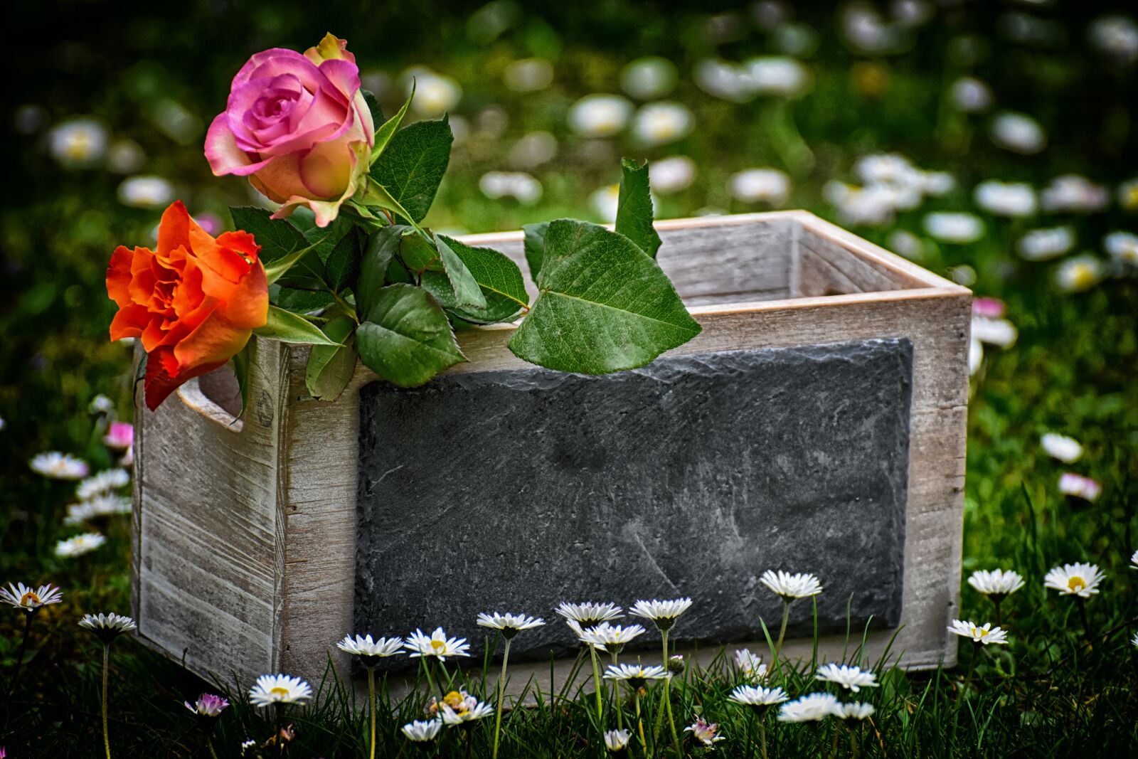 Nikon D7200 sample photo. Roses, gift, board photography