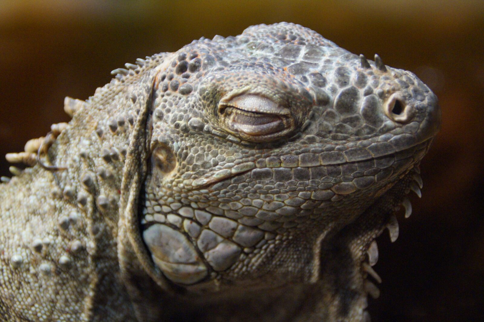 Sony SLT-A58 sample photo. Iguana, dragon, close up photography