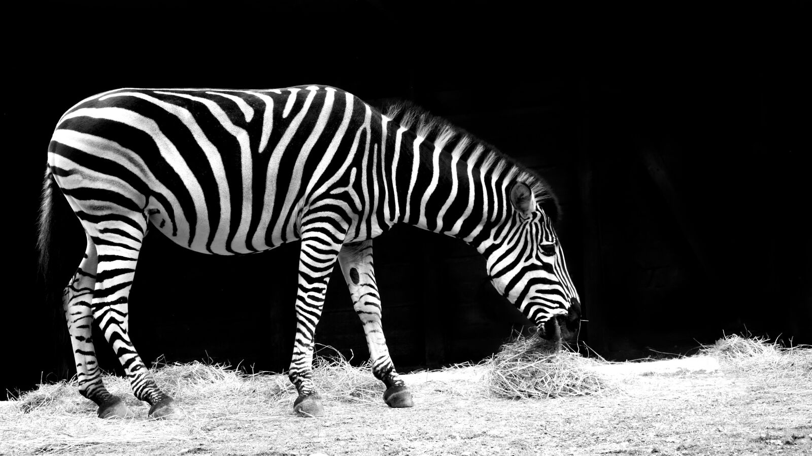 Sony Cyber-shot DSC-RX100 sample photo. Zebra, animal, black and photography