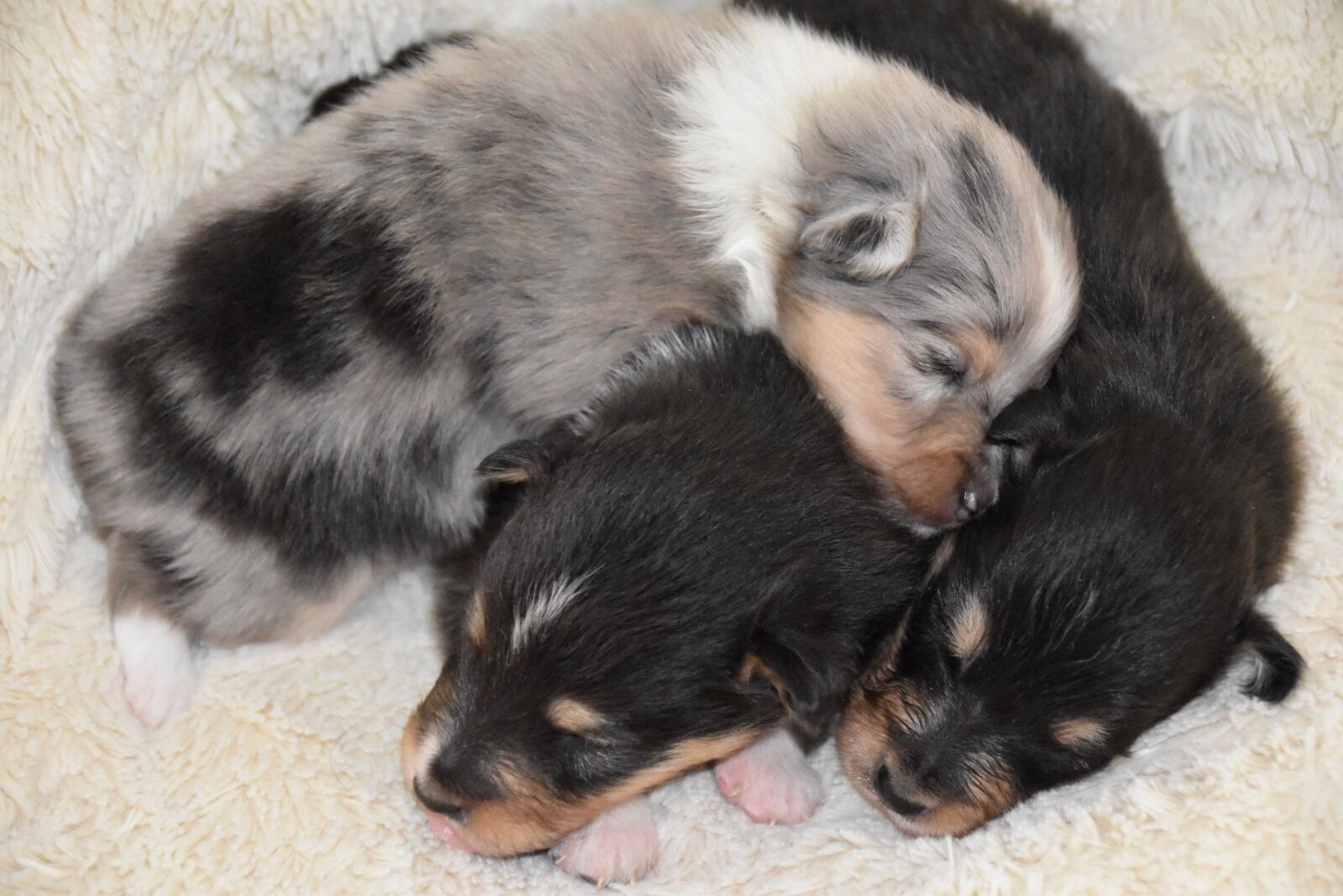 Nikon D5600 sample photo. Dogs, puppies, pup photography