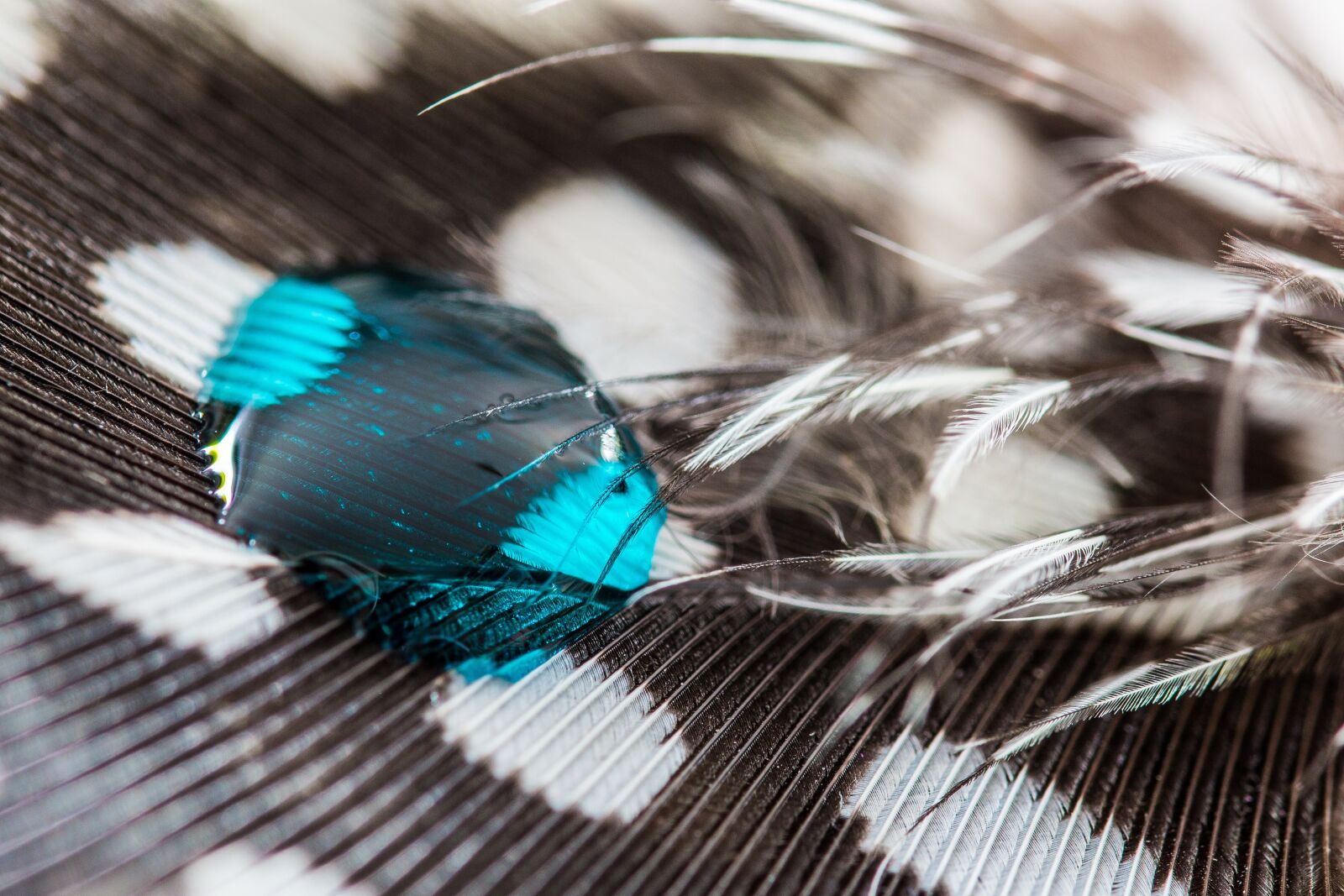 Canon EOS 70D sample photo. Perlhuhnfeder, drip, feather photography