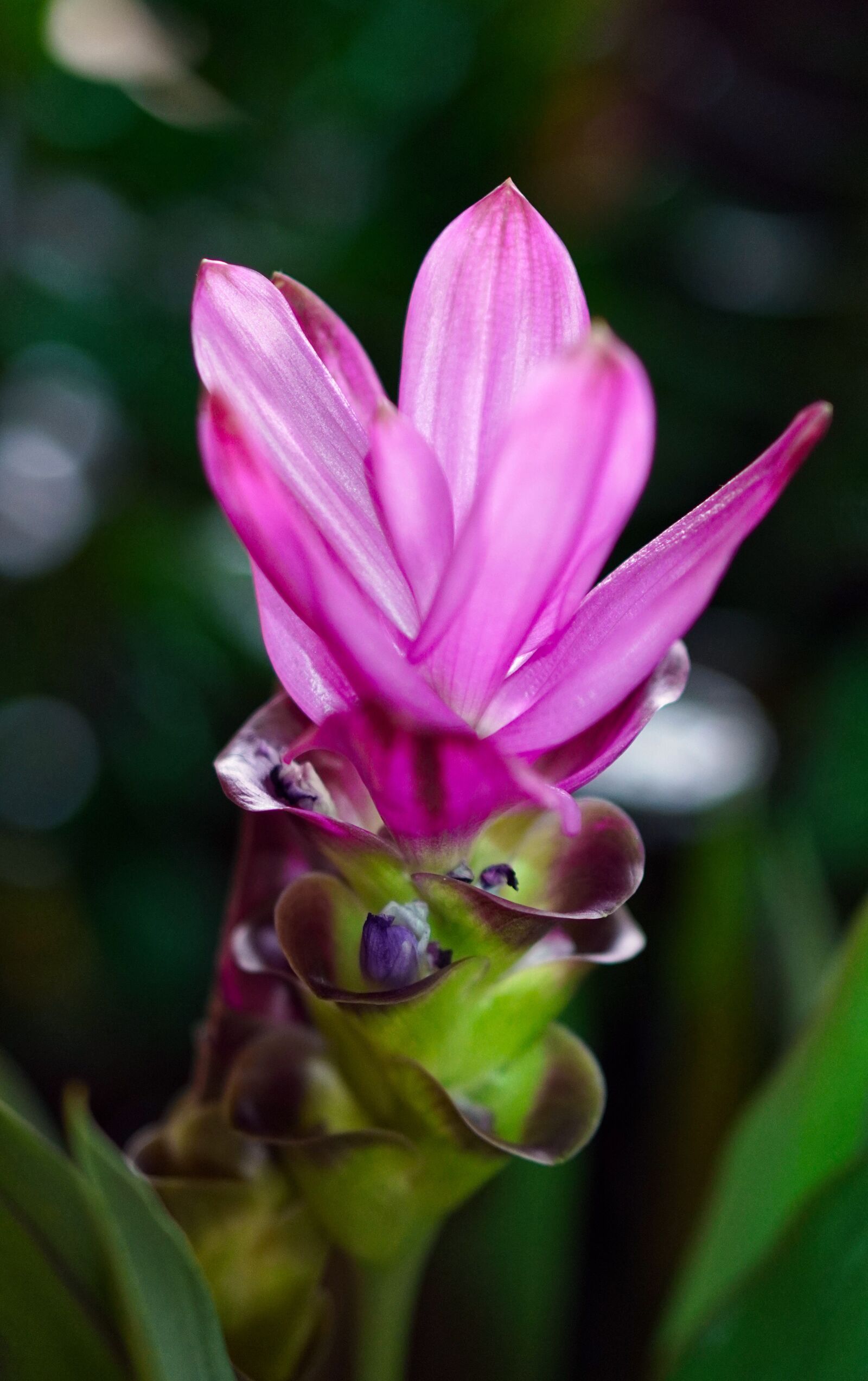 E 50mm F1.8 OSS sample photo. Curcuma, blossom, bloom photography