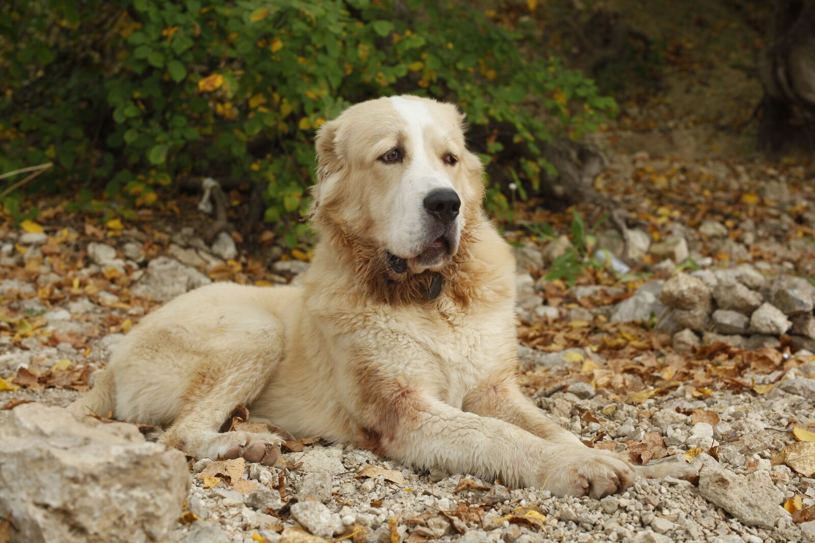 Canon EOS 5D Mark II sample photo. Dog, alabai, central asian photography