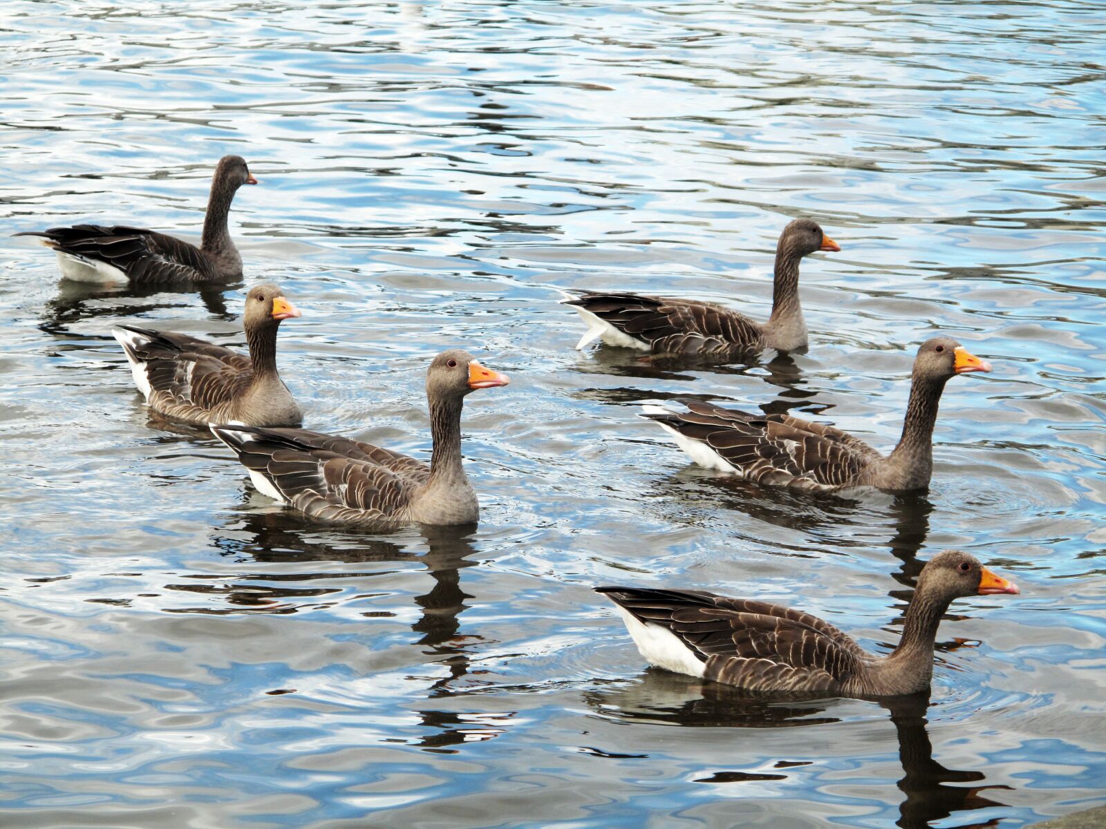Canon PowerShot G10 sample photo. Greylag goose, iceland, icelandic photography