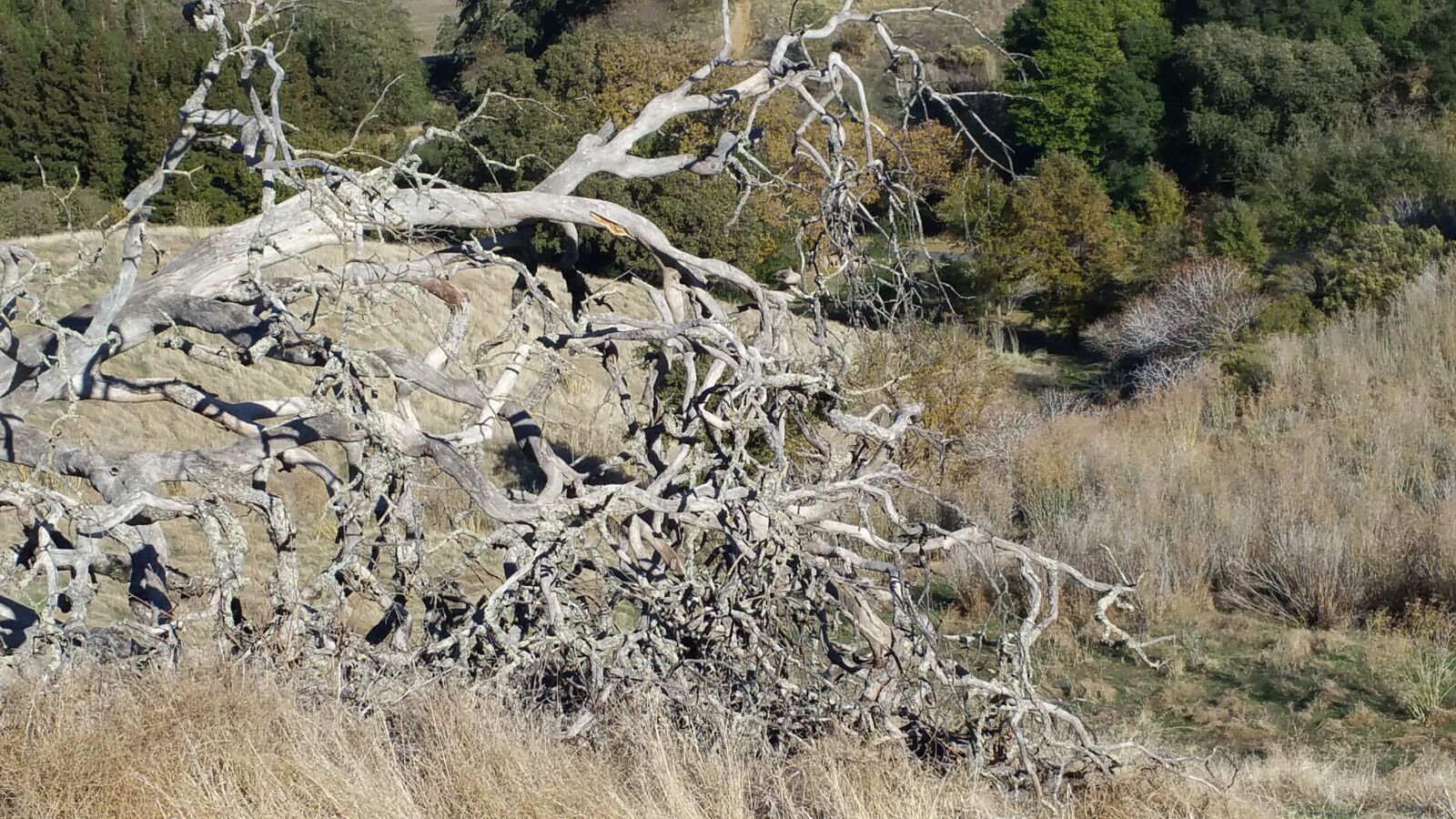 Samsung Galaxy Note4 sample photo. Branch, field, grass, hills photography