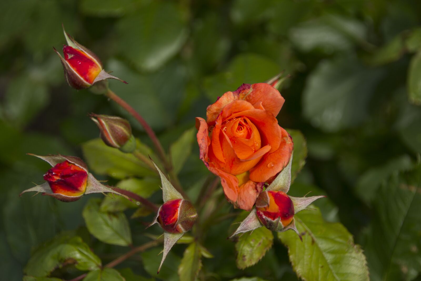 Canon EOS 60D sample photo. Rose, garden, blossom photography