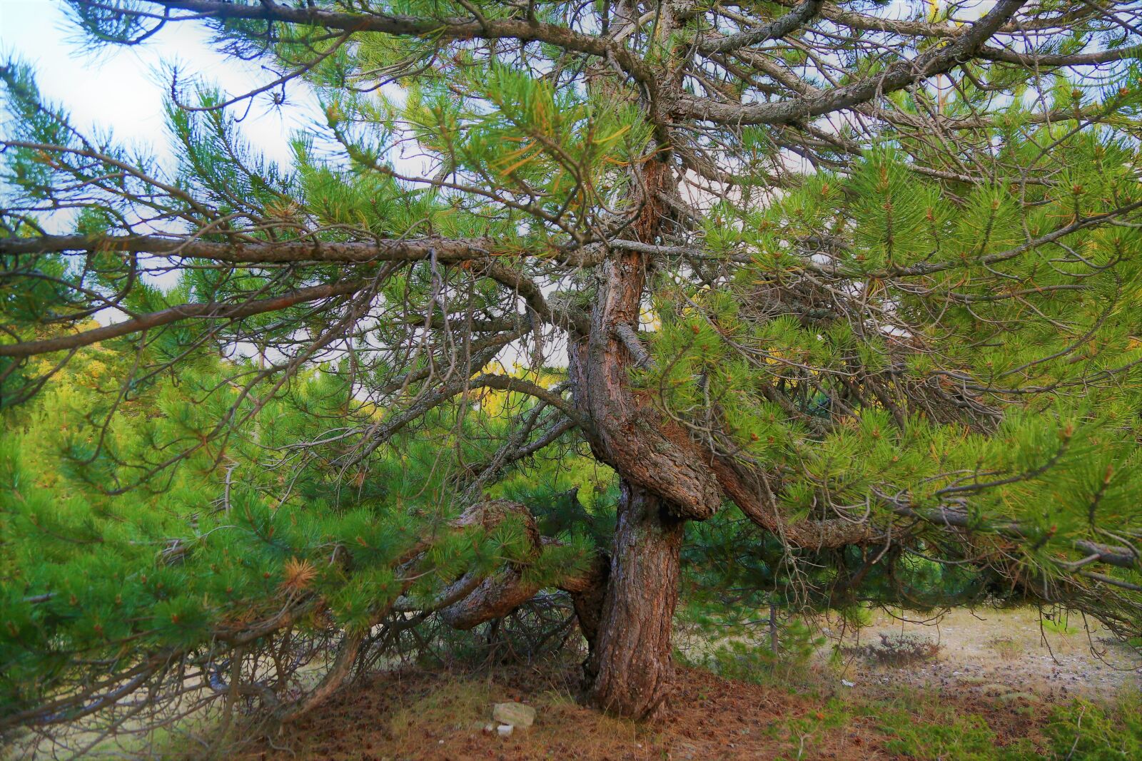 Canon EOS 5D Mark III sample photo. Tree, pine, nature photography