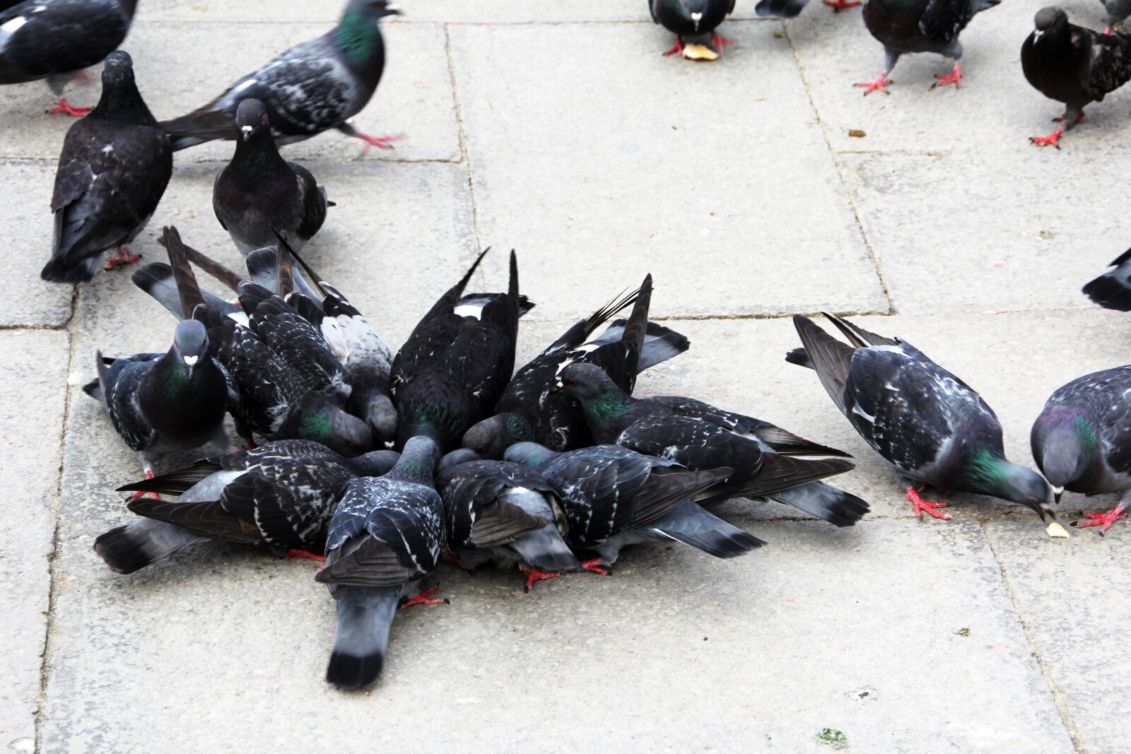 Canon EOS 60D sample photo. Pigeons, birds, close up photography