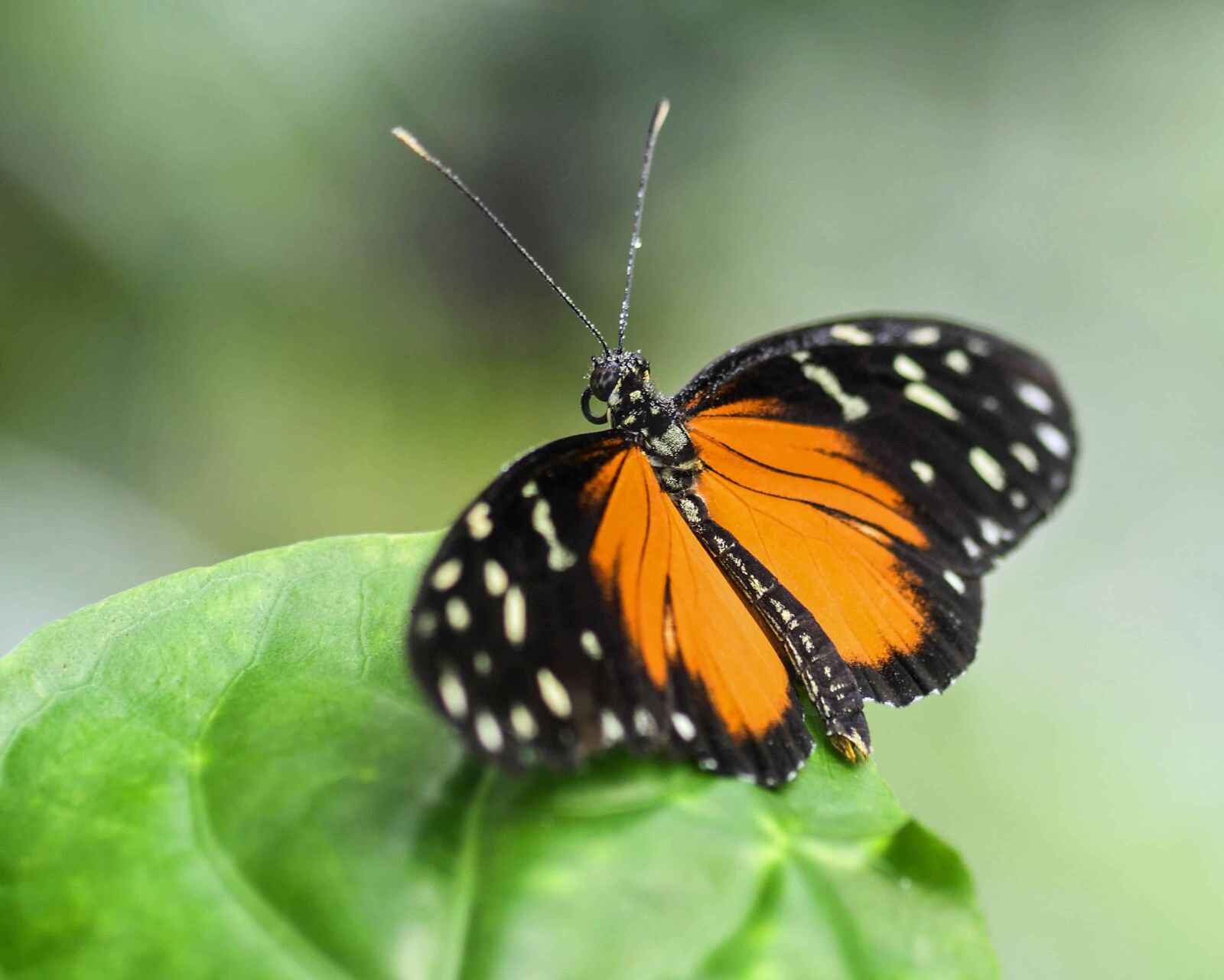 Nikon D500 sample photo. Butterfly, insect, wildlife, invertebrate photography