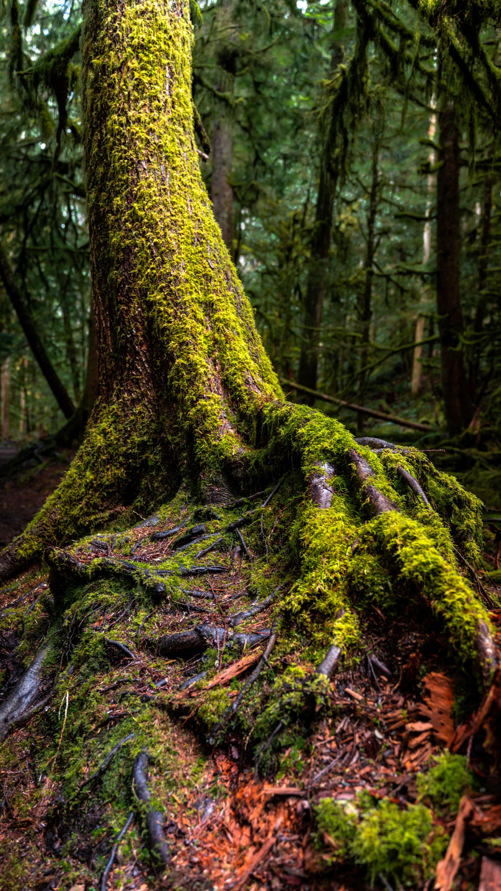 Sony a7R III sample photo. Tree, moss, forest photography
