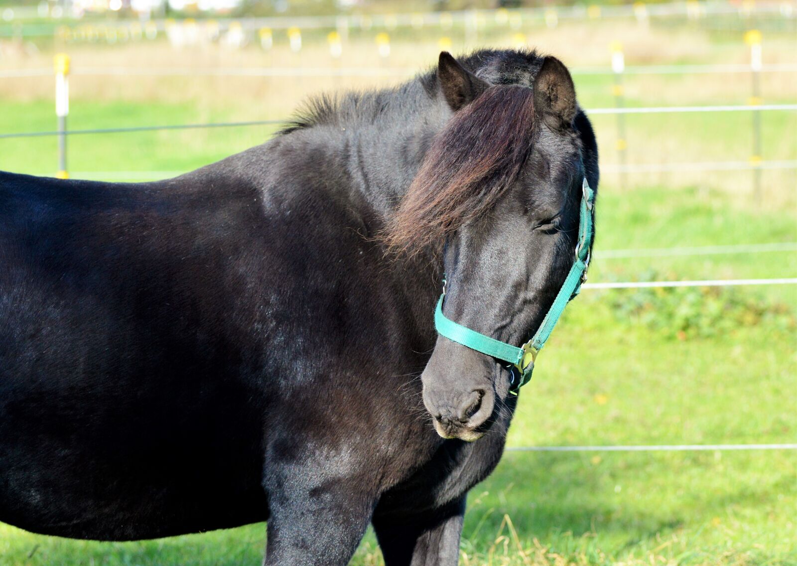 Nikon D3200 sample photo. Centime, horse, pferdeportrait photography