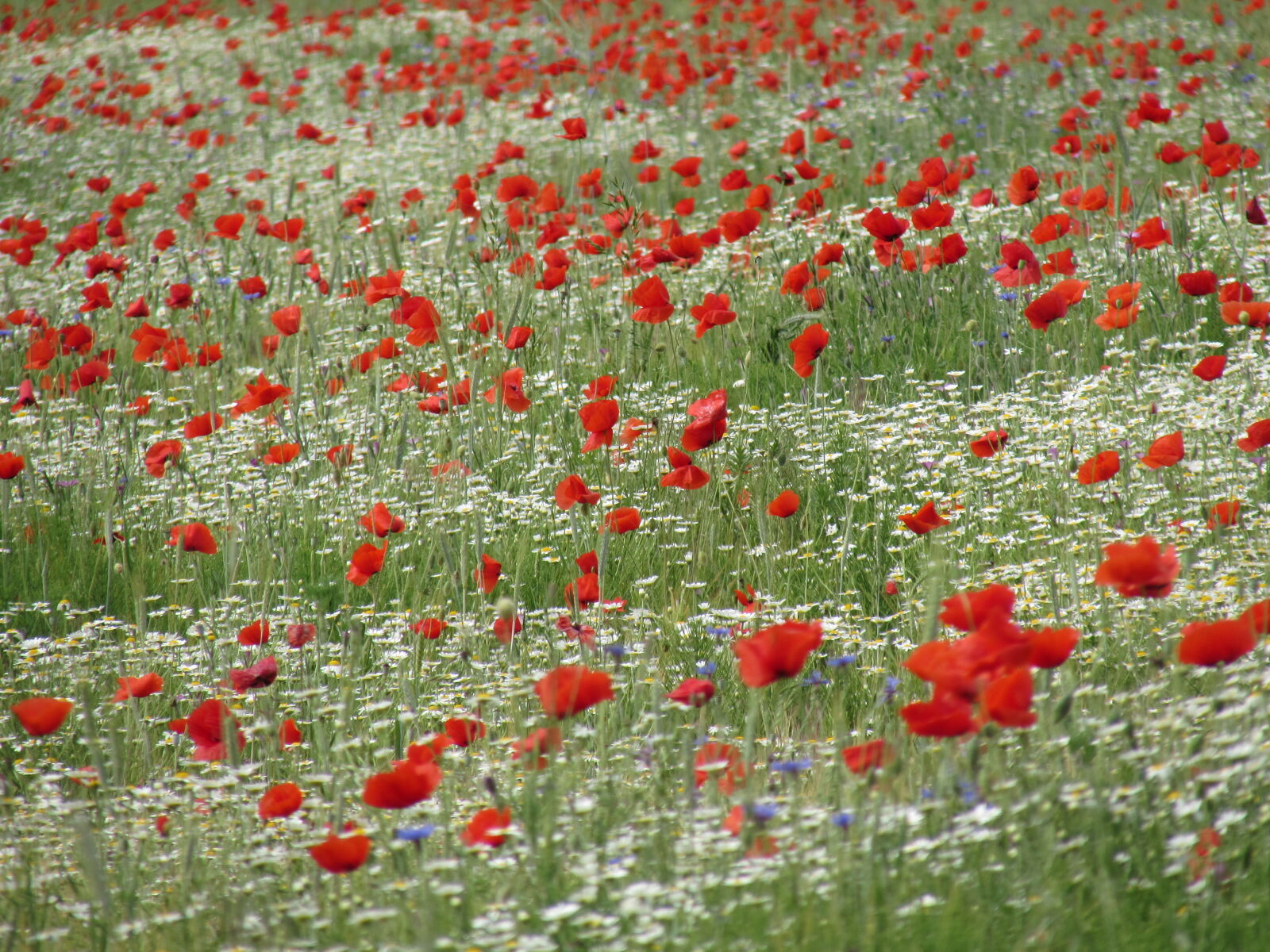 Canon PowerShot SX510 HS sample photo. Poppy, poppy, flowers photography