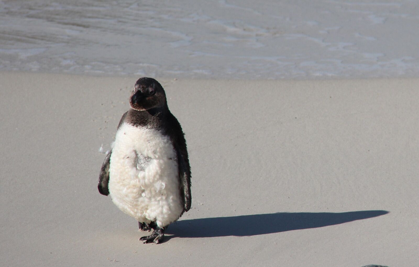 Canon EF-S 18-200mm F3.5-5.6 IS sample photo. Penguin, africa, beach photography