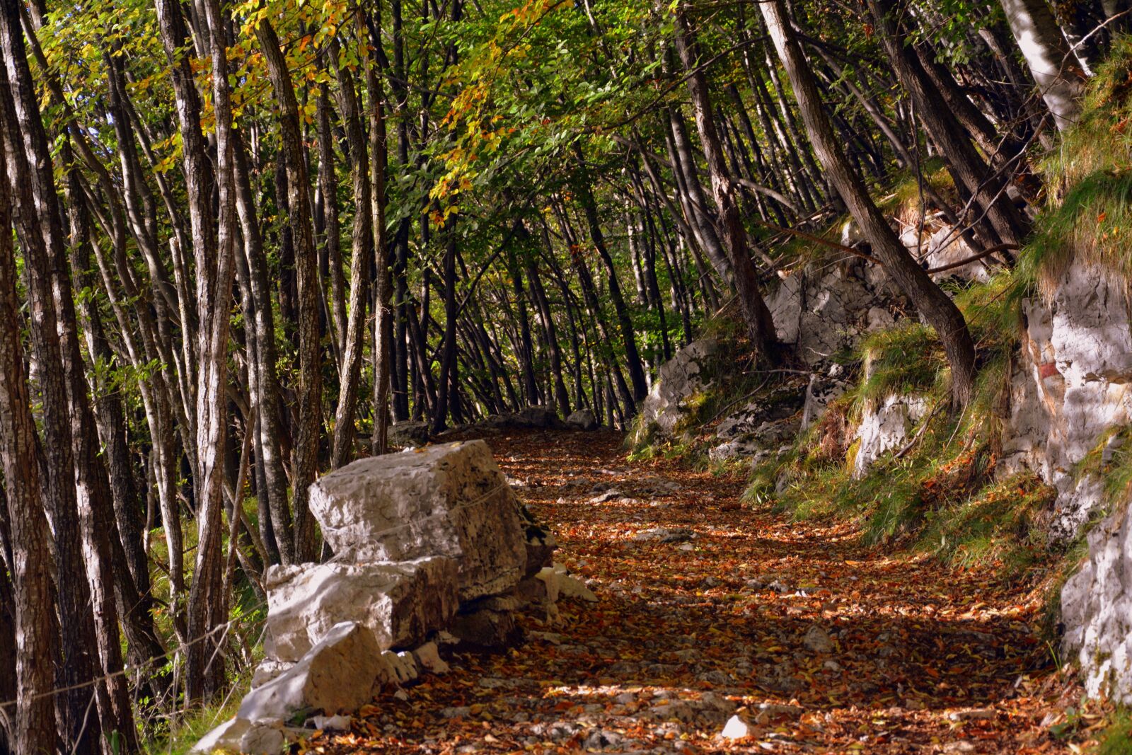 Nikon D7100 sample photo. Excursion, forest, autumn photography