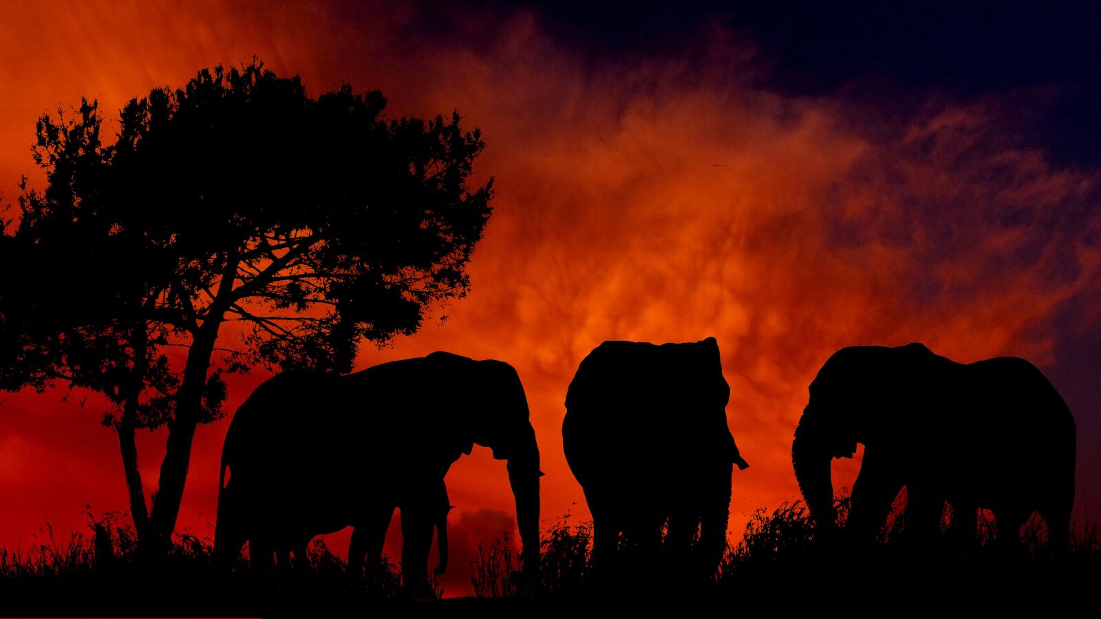 Panasonic Lumix DMC-FZ200 sample photo. Sunset, elephants, silhouette photography