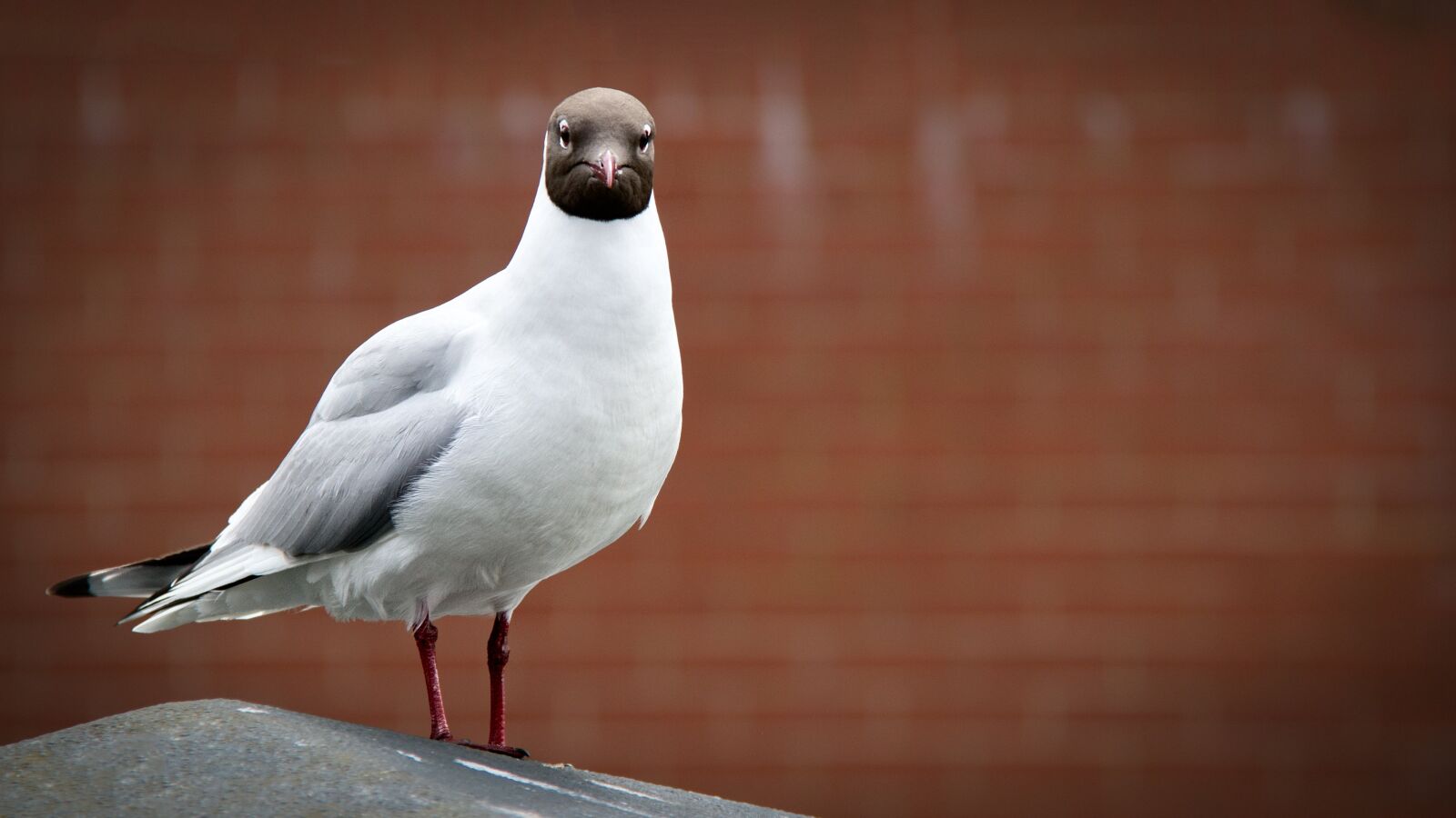 Canon EF-S 18-200mm F3.5-5.6 IS sample photo. Seagull, mafia, criminal photography