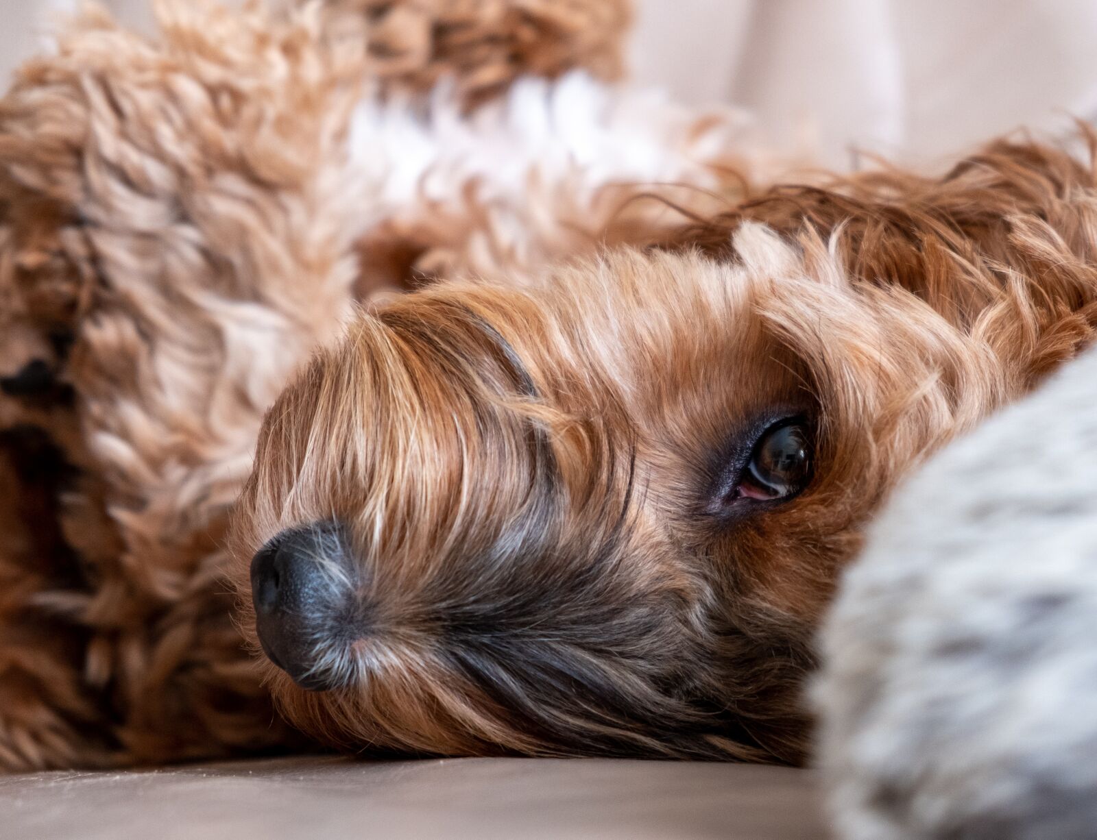 Fujifilm X-T2 + Fujifilm XF 18-55mm F2.8-4 R LM OIS sample photo. Dog, canine, puppy photography