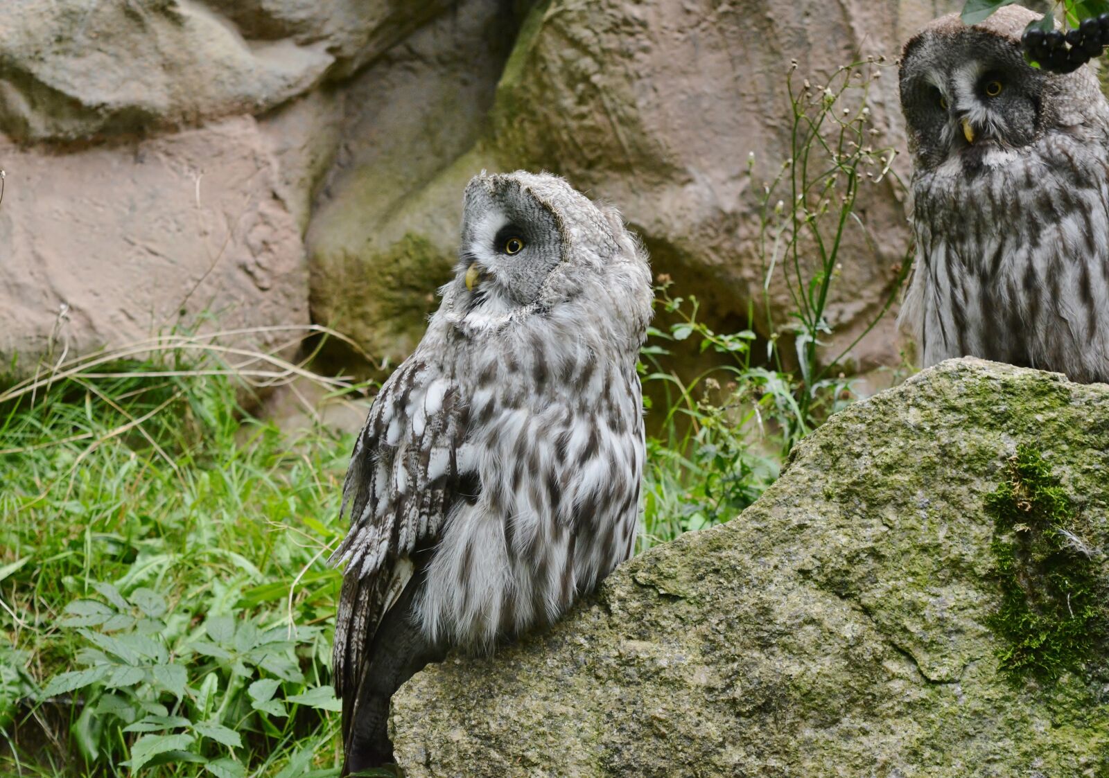 Nikon D5200 sample photo. Animal world, nature, bird photography