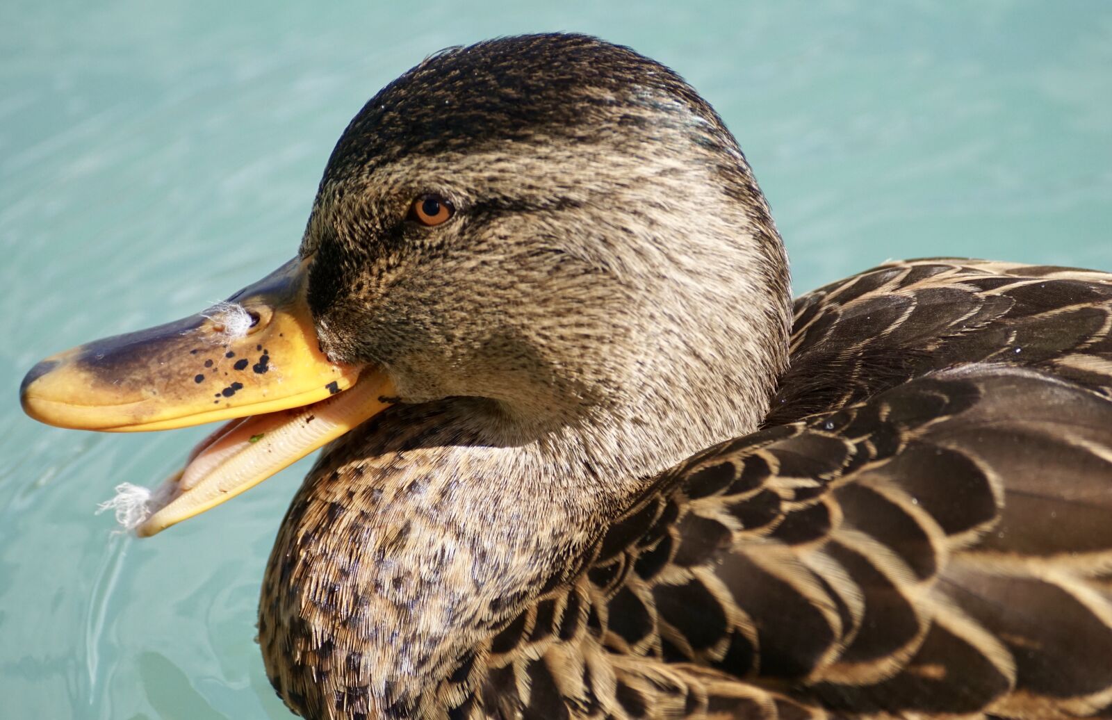 Sony DT 55-300mm F4.5-5.6 SAM sample photo. Duck, schwimmvogel, water bird photography