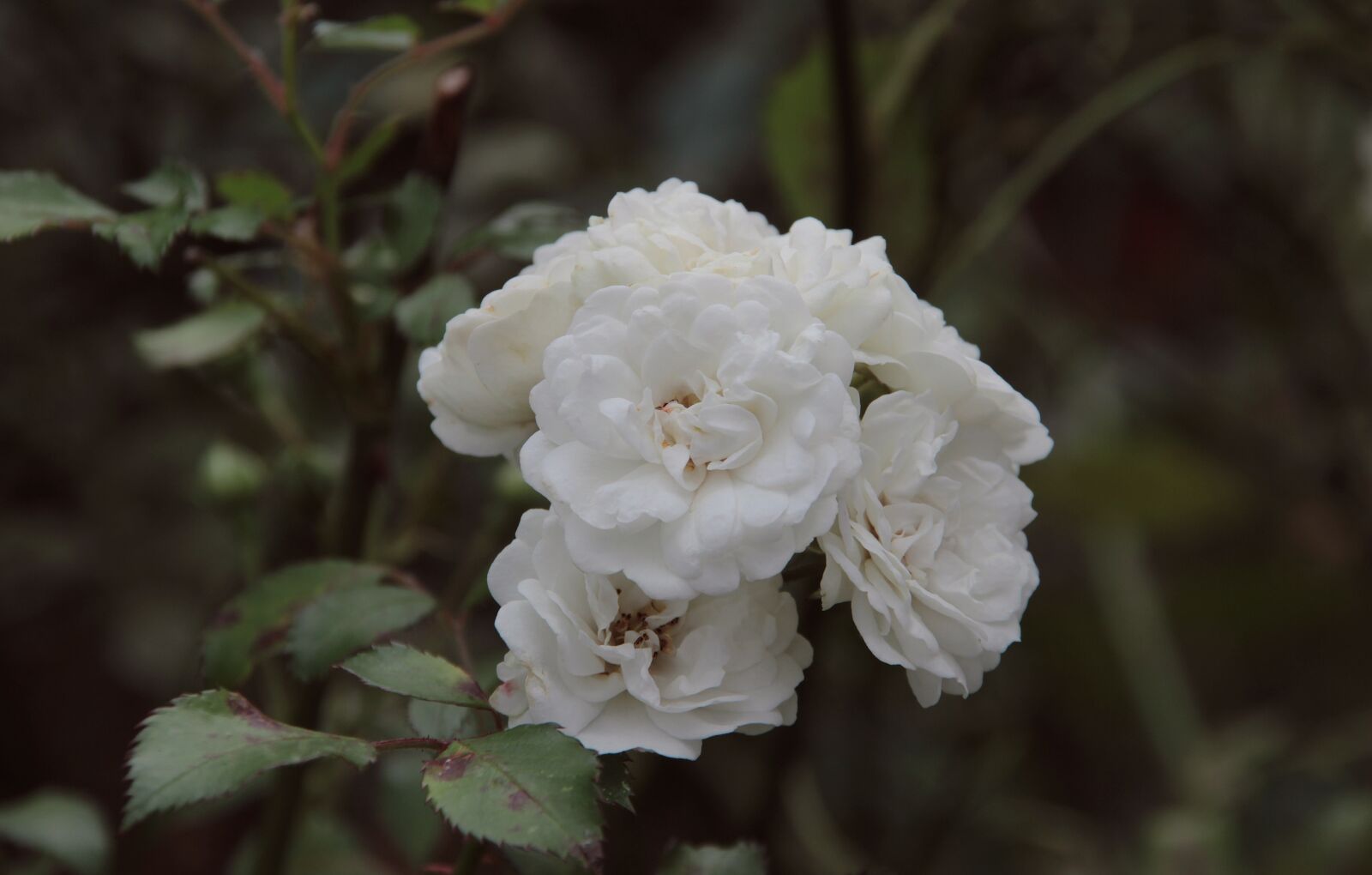 Canon EOS 600D (Rebel EOS T3i / EOS Kiss X5) sample photo. Flower, white, blossom photography