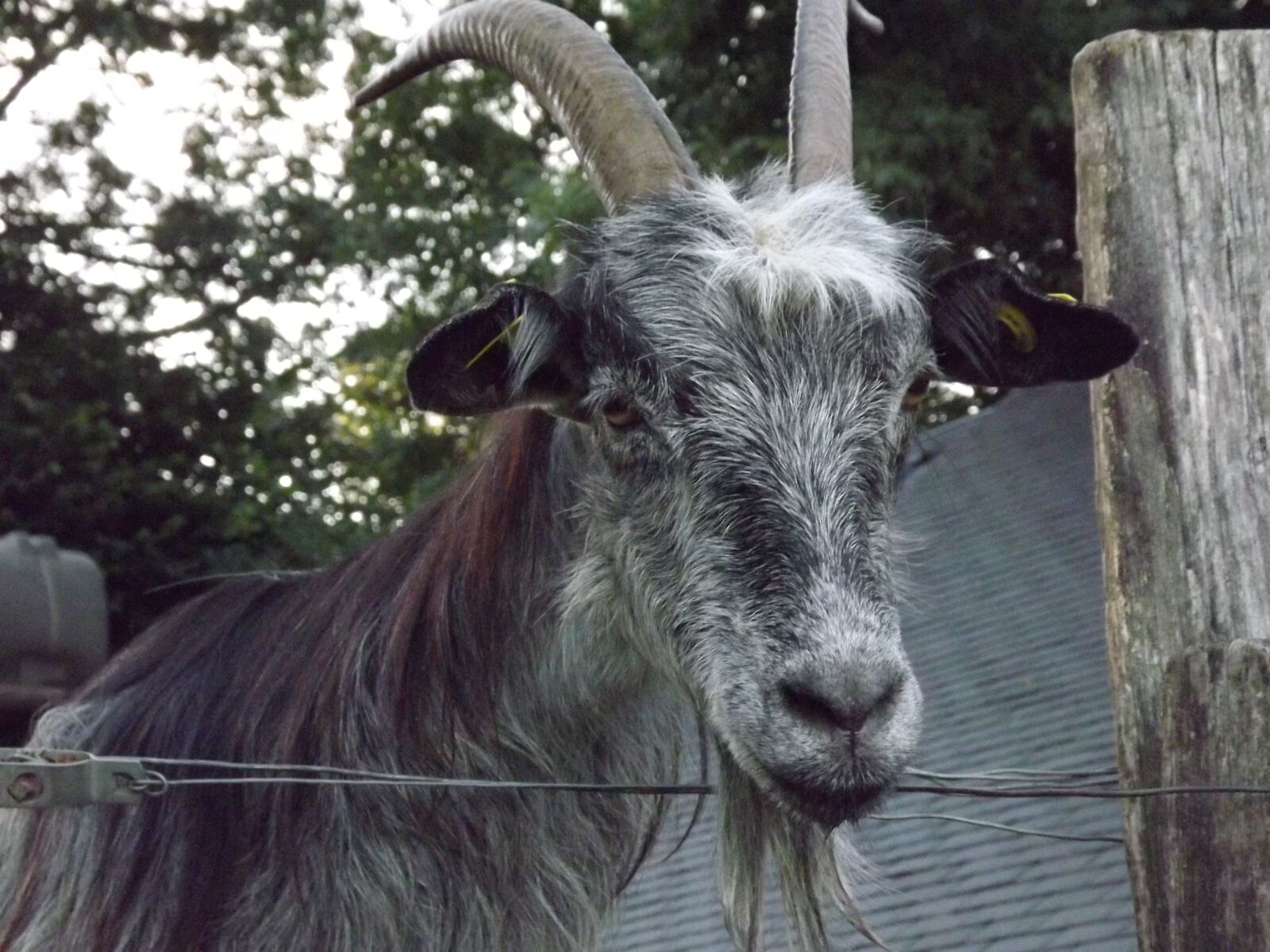 Fujifilm FinePix S3300 sample photo. "Goat, animal, breeding" photography
