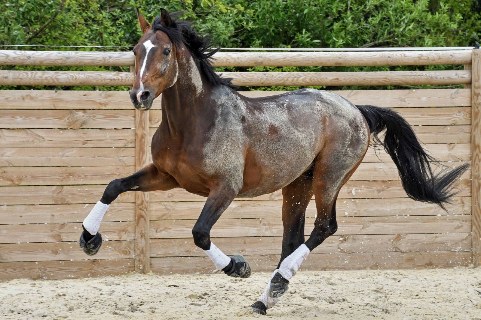 Nikon D500 sample photo. Horse, jump, sport, sand photography