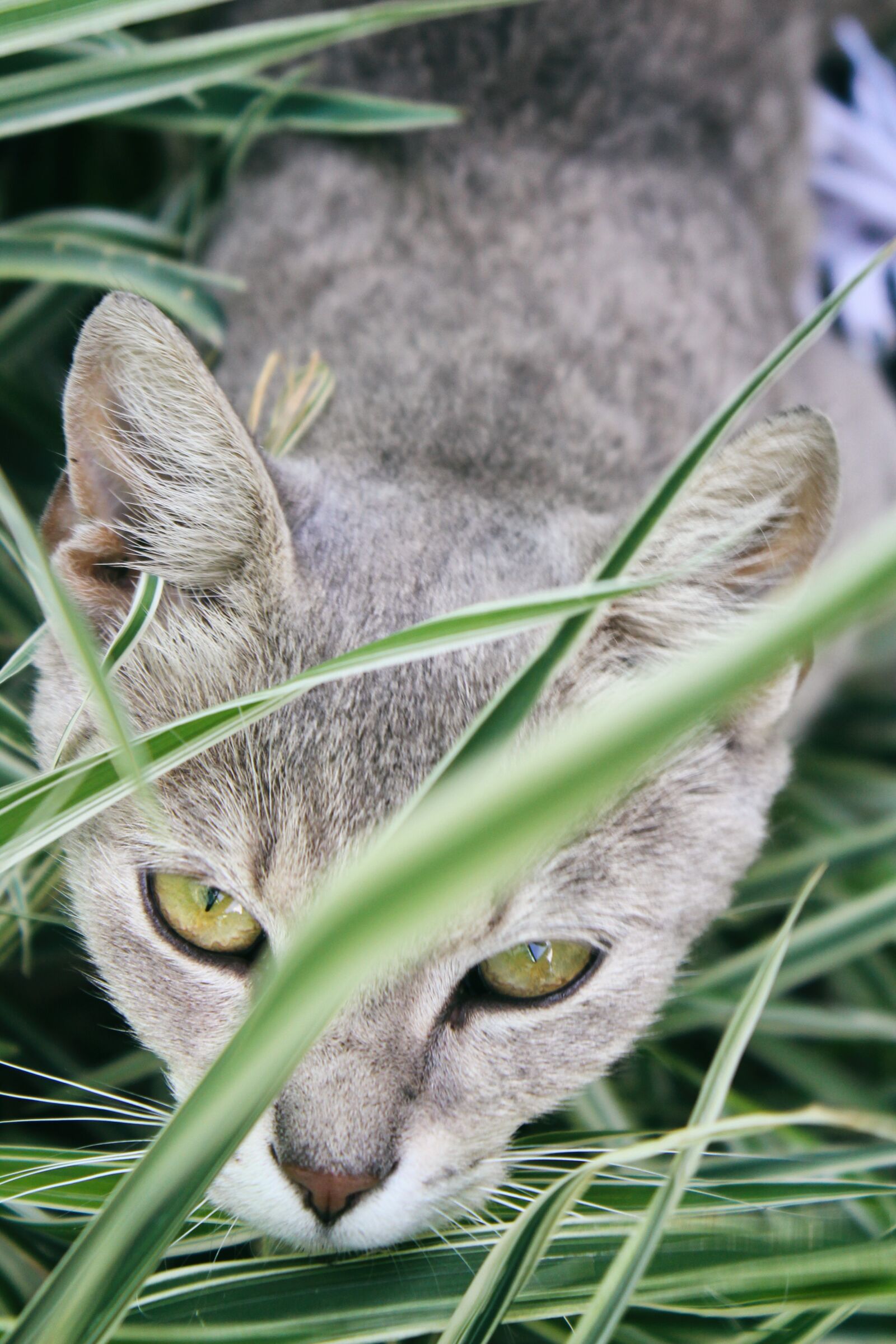 Canon EOS 600D (Rebel EOS T3i / EOS Kiss X5) sample photo. Cat, nature, animal photography