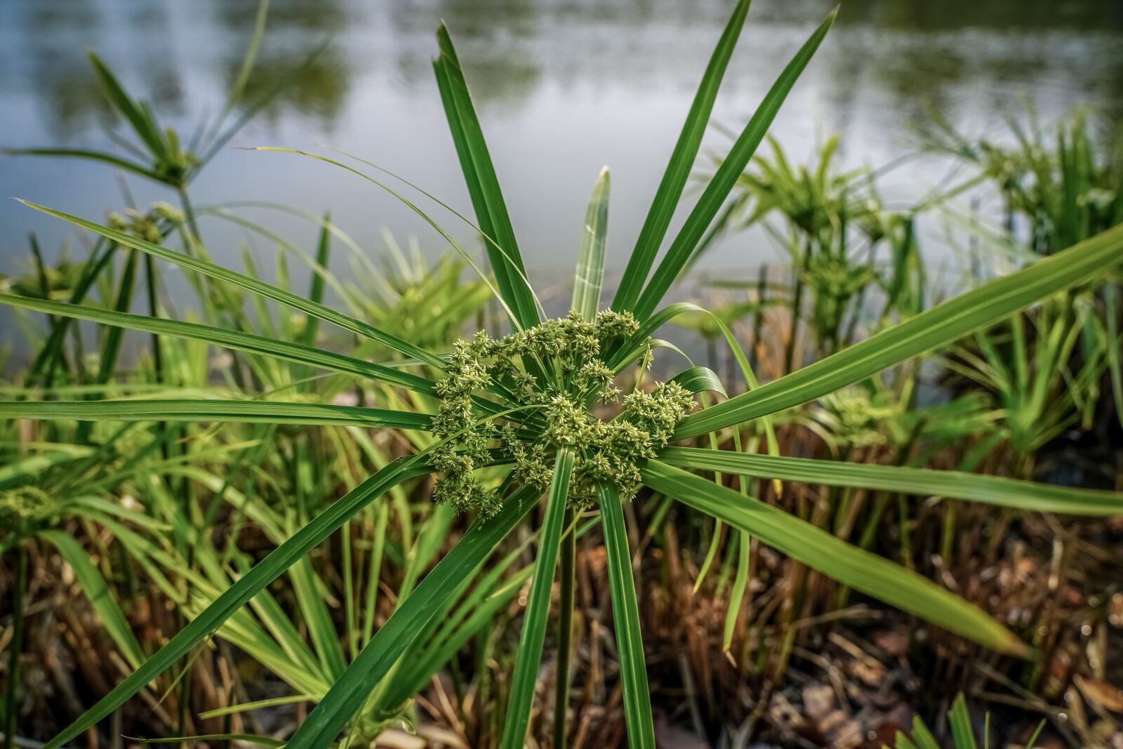 Sony a7 III + Tamron 28-75mm F2.8 Di III RXD sample photo. Plant, flora, botany photography