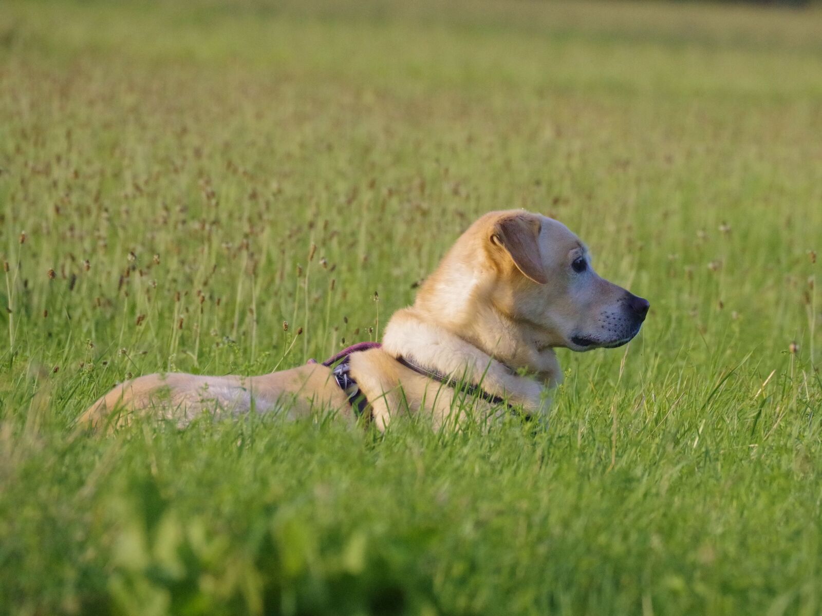 Pentax K-70 sample photo. Dog, labrador, pet photography