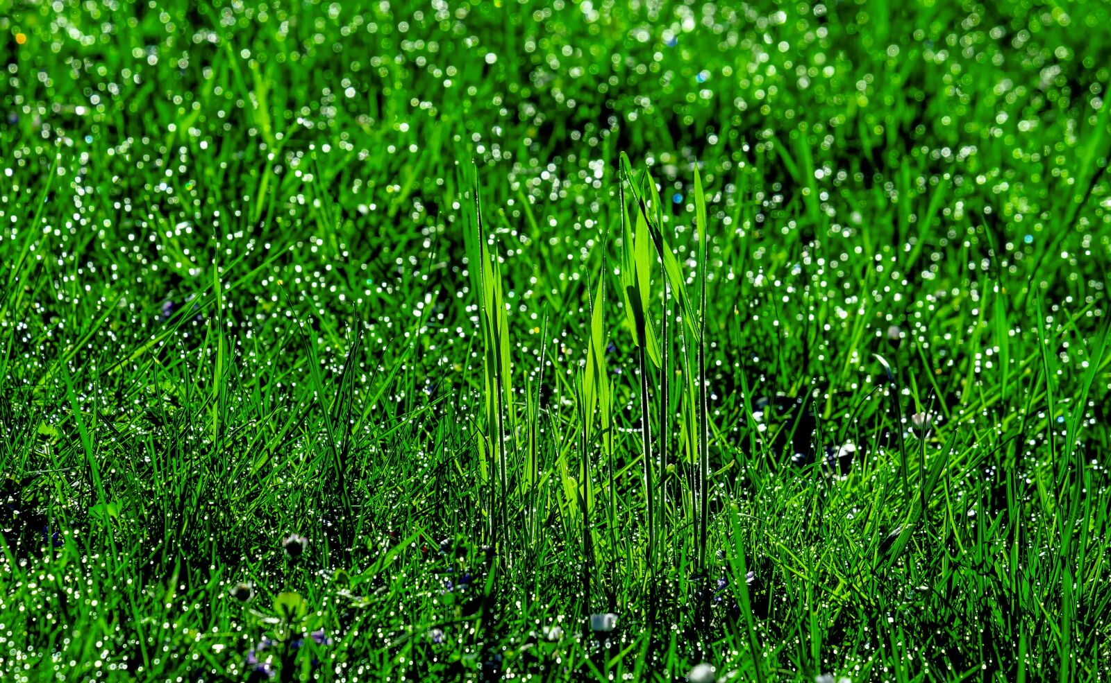 Fujifilm XF 55-200mm F3.5-4.8 R LM OIS sample photo. Grass, meadow, dew photography