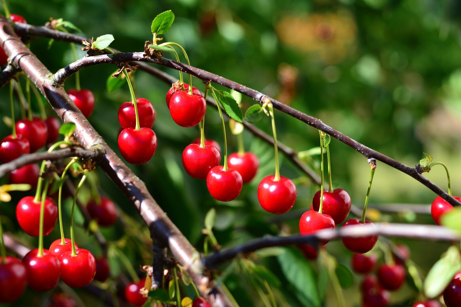 Nikon D5200 sample photo. Cherries, sour cherries, fruit photography