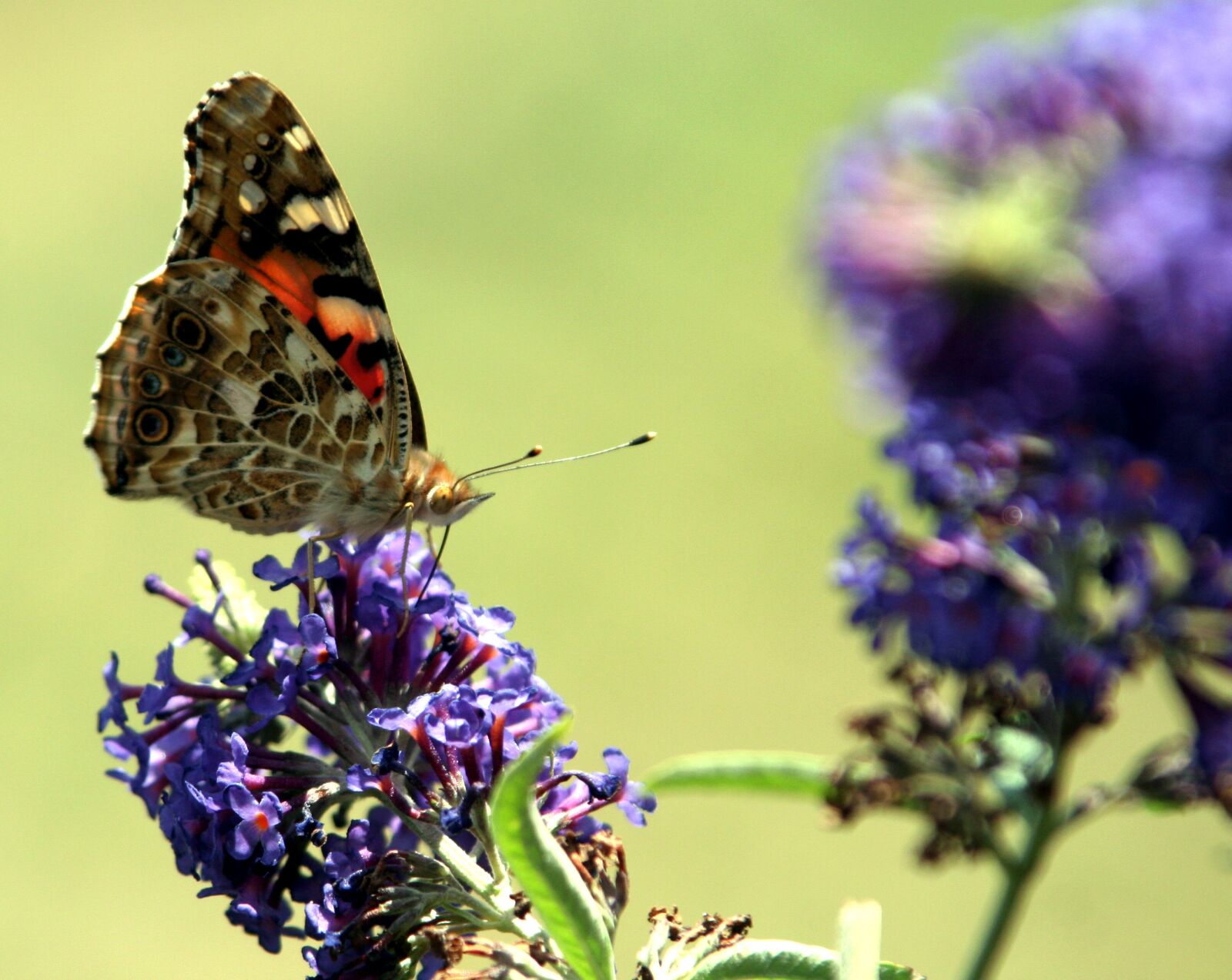 Canon EOS 350D (EOS Digital Rebel XT / EOS Kiss Digital N) sample photo. Butterfly, flower, nature photography