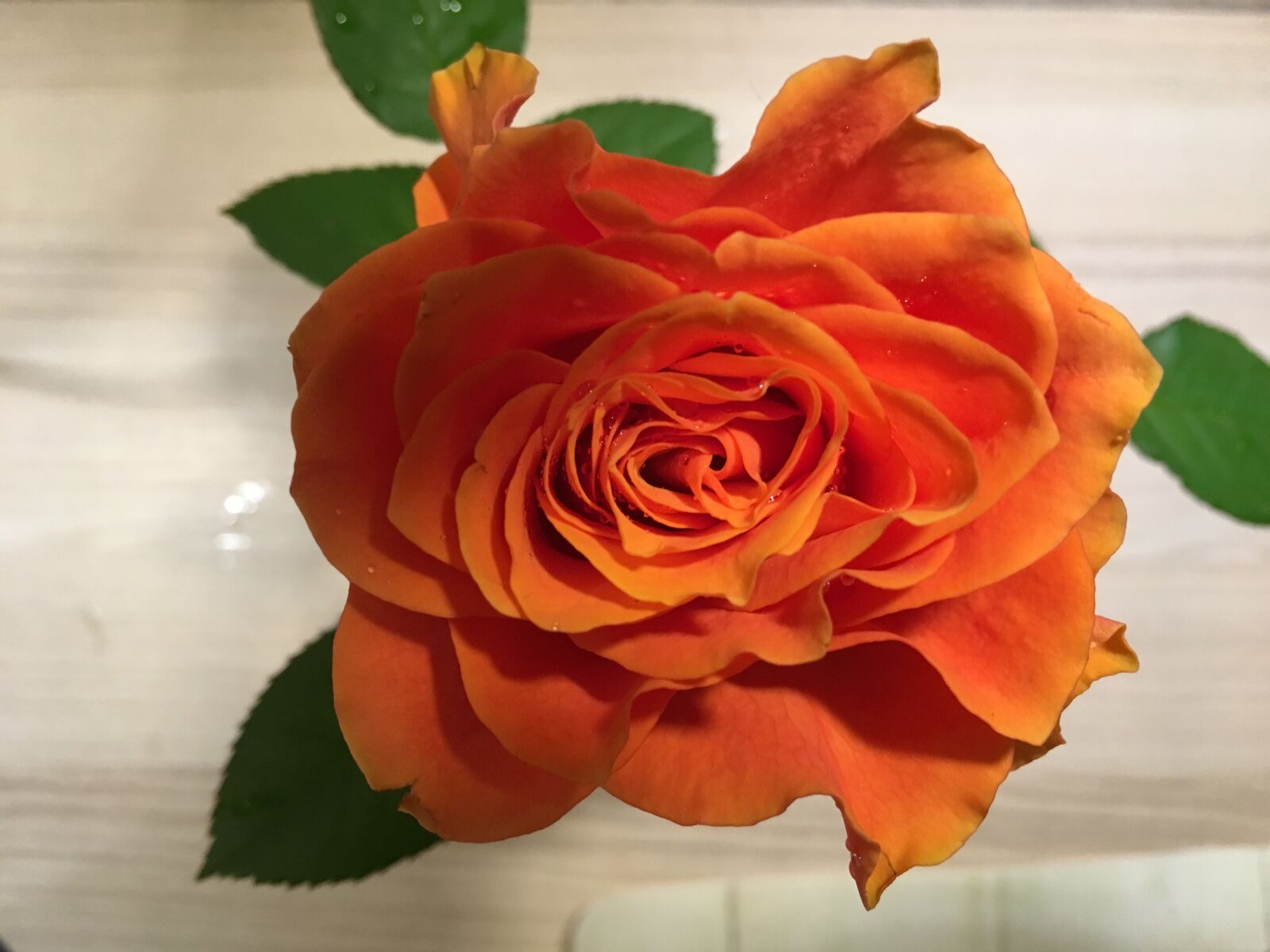 Apple iPhone 6s sample photo. Rose, orange, rose blooms photography