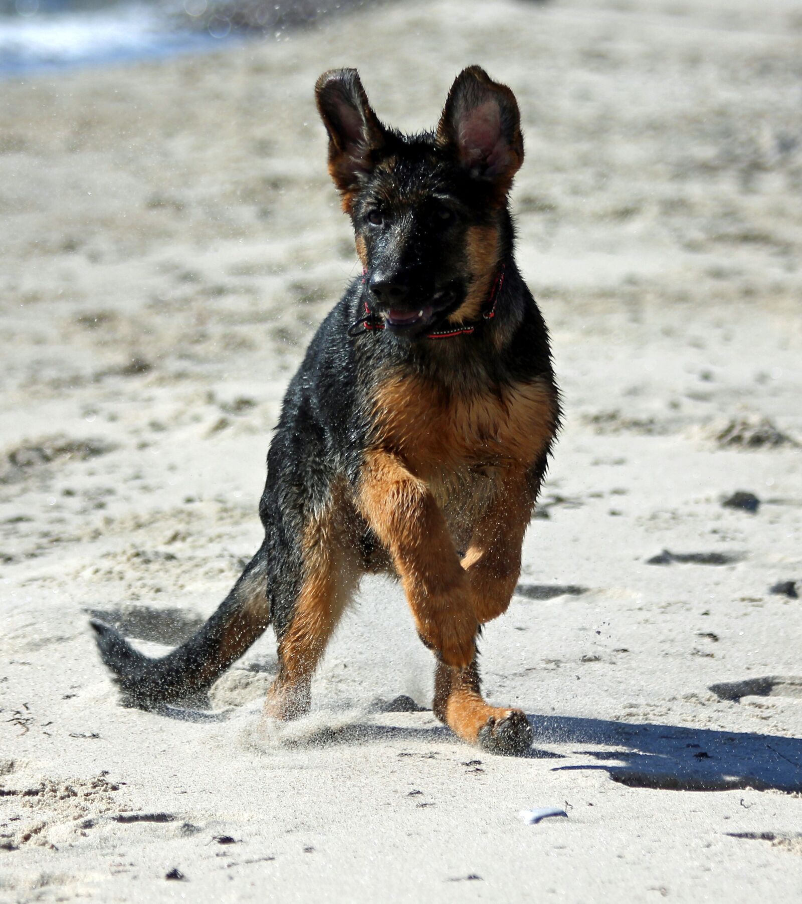 Canon EOS 550D (EOS Rebel T2i / EOS Kiss X4) sample photo. German shepherd dog puppy photography