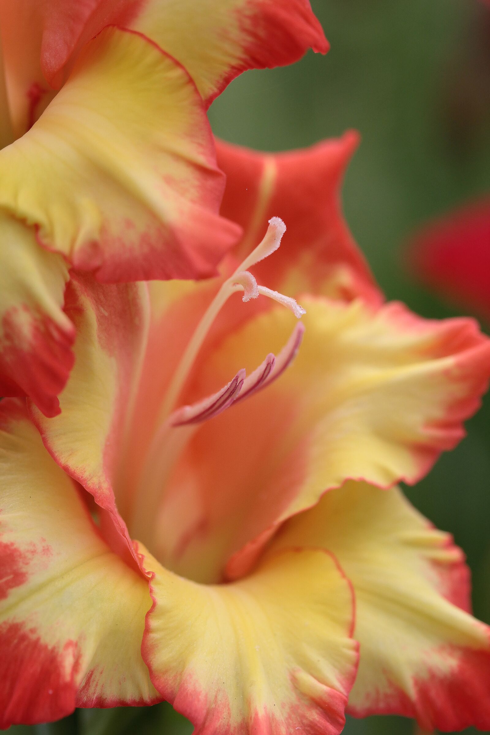 Canon EOS 550D (EOS Rebel T2i / EOS Kiss X4) sample photo. Flower, summer, nature photography