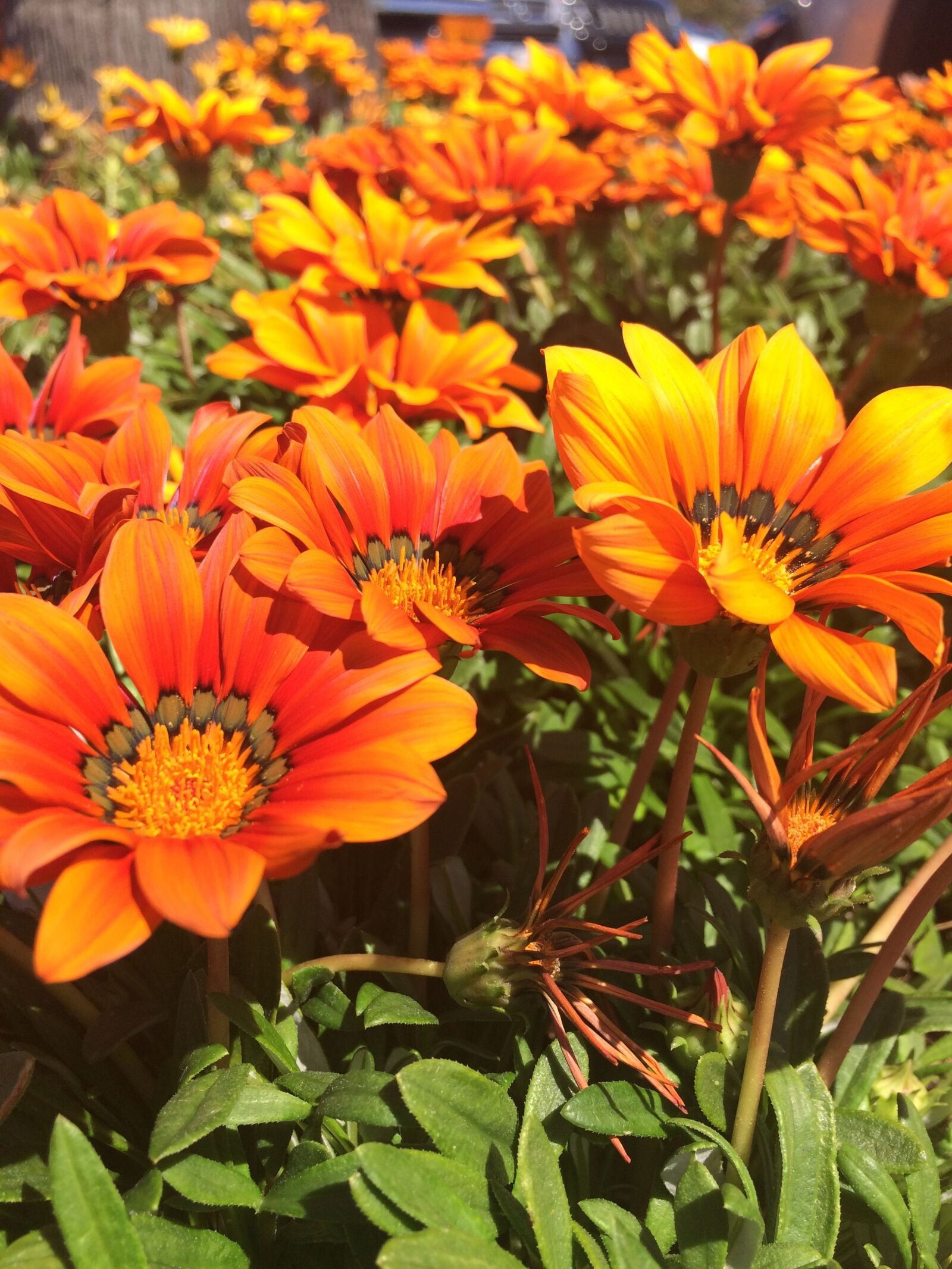 Apple iPhone 5s sample photo. Orange flowers, yellow-orange flowers photography