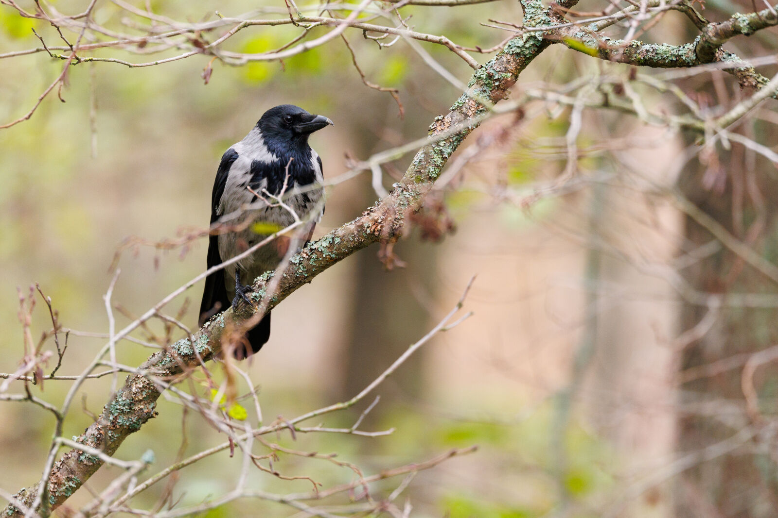 Canon EOS R1 sample photo. Crow tree photography
