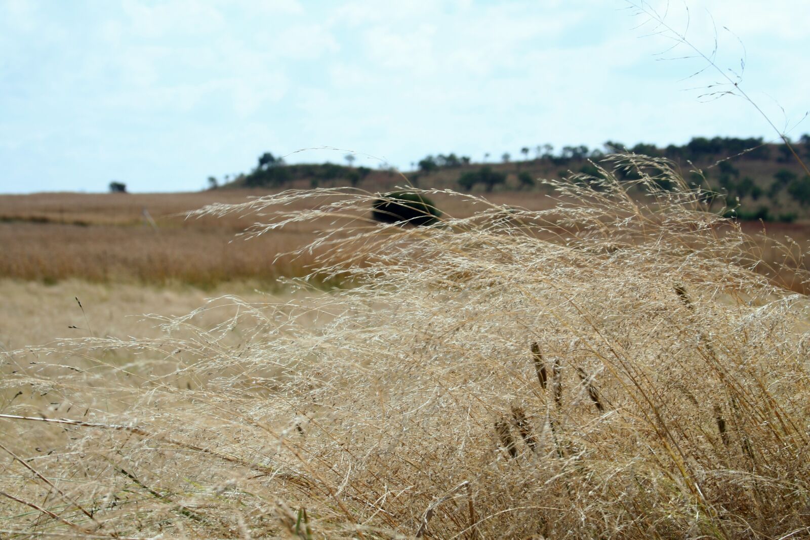 Canon EOS 350D (EOS Digital Rebel XT / EOS Kiss Digital N) sample photo. Wild grass, blowing, golden photography
