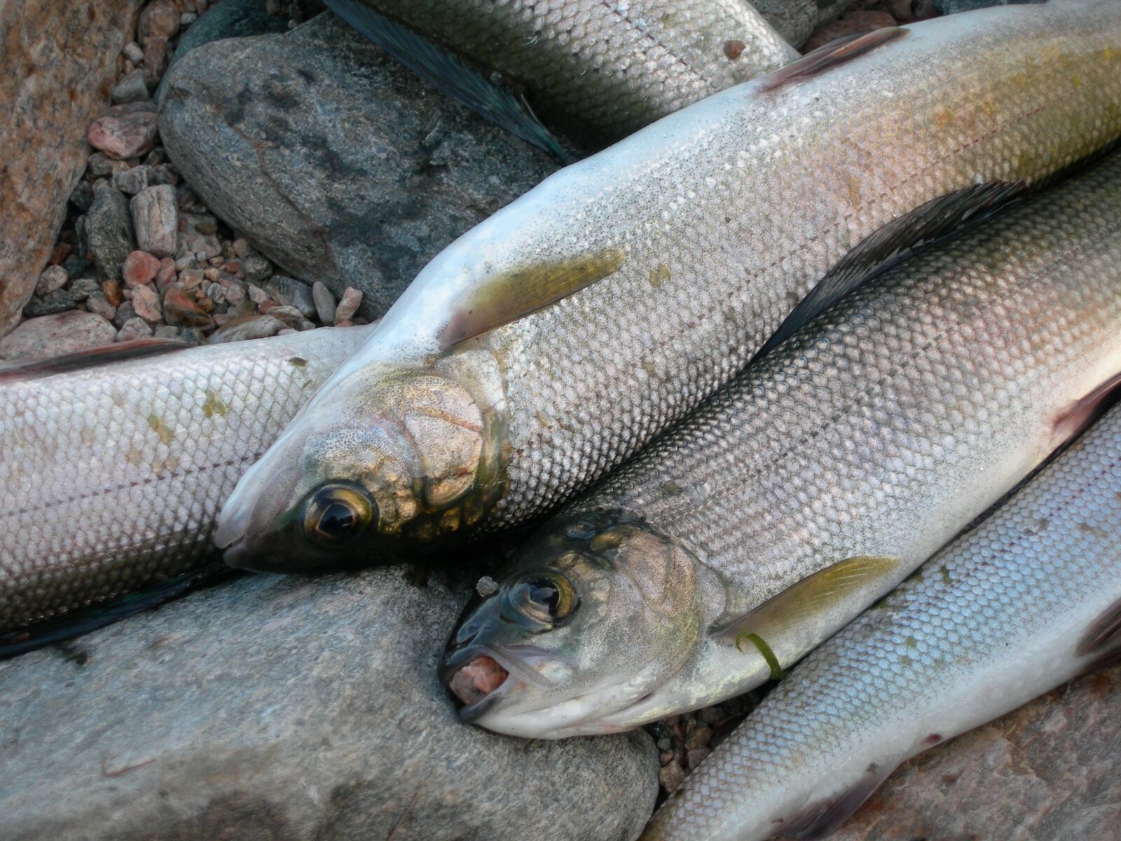 Nikon E7900 sample photo. Omul, fish, catch photography