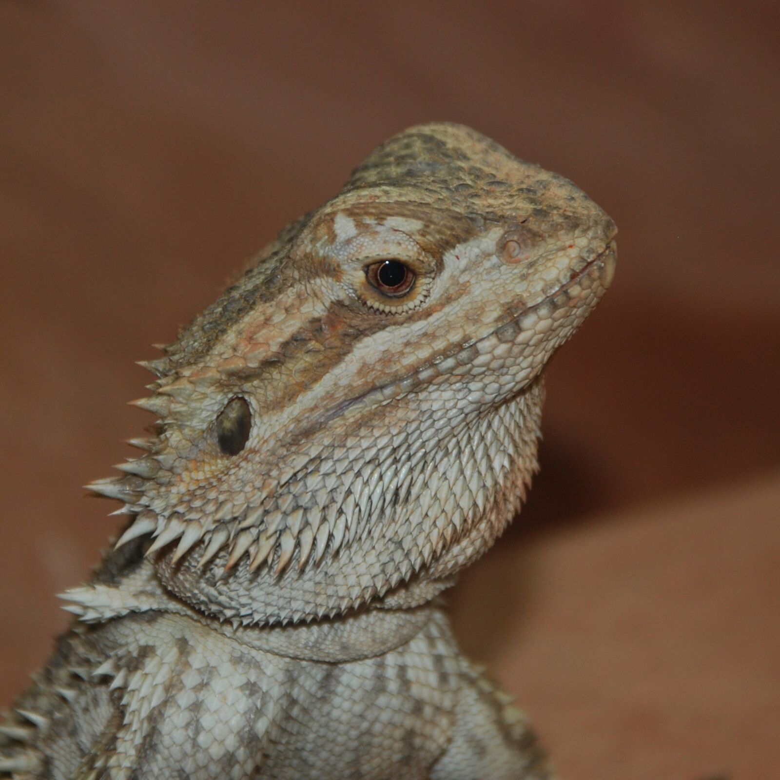 Nikon D80 sample photo. Lizard, scale, spur photography