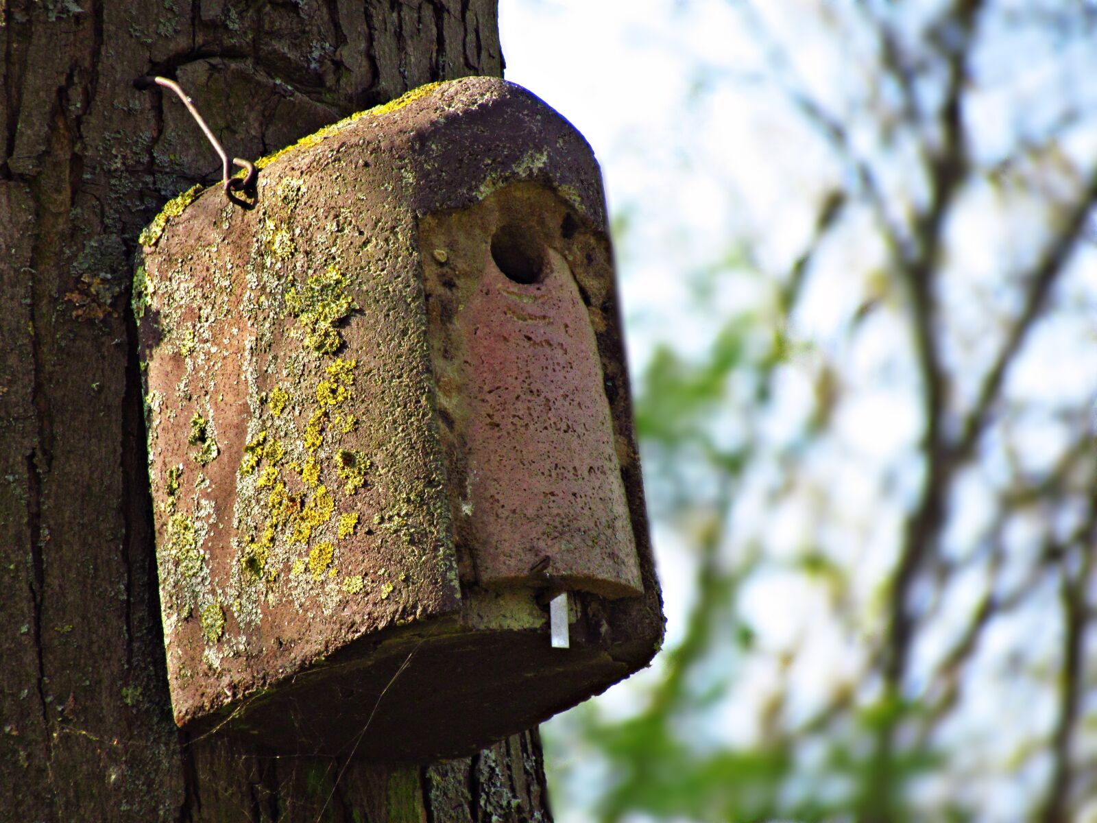 Canon PowerShot SX30 IS sample photo. Shed, lęg, birds photography