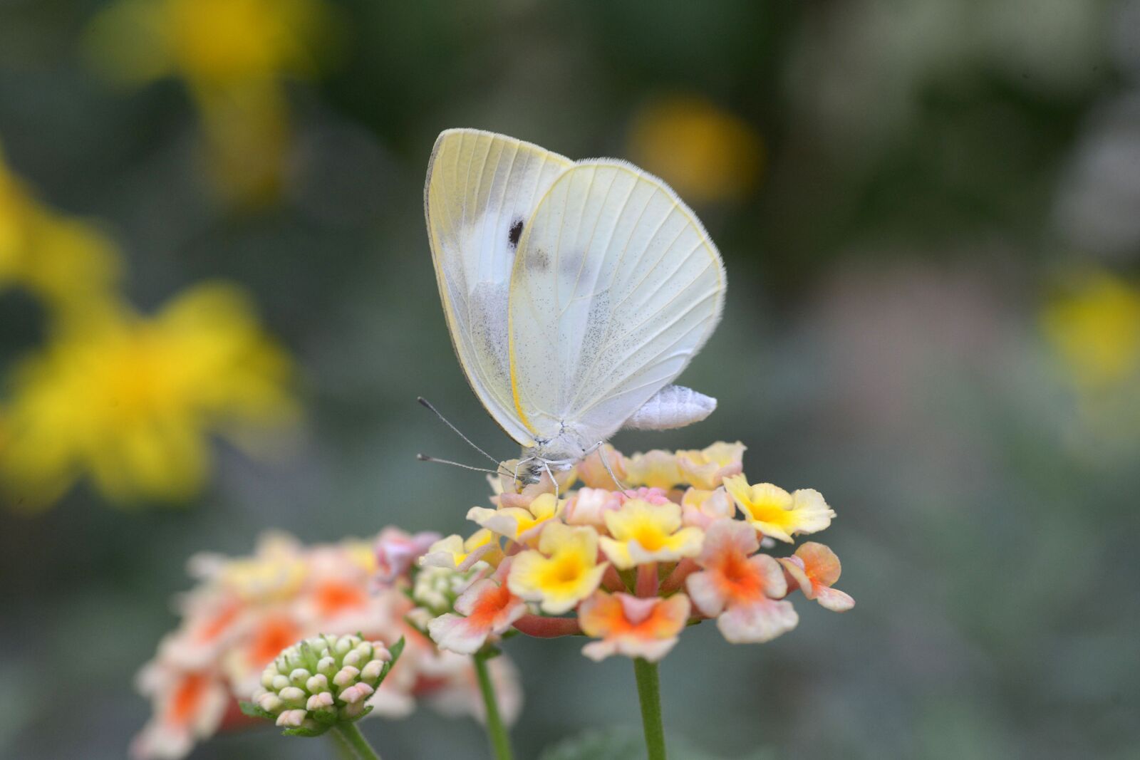 Nikon D600 sample photo. Butterfly, flowers, insects photography