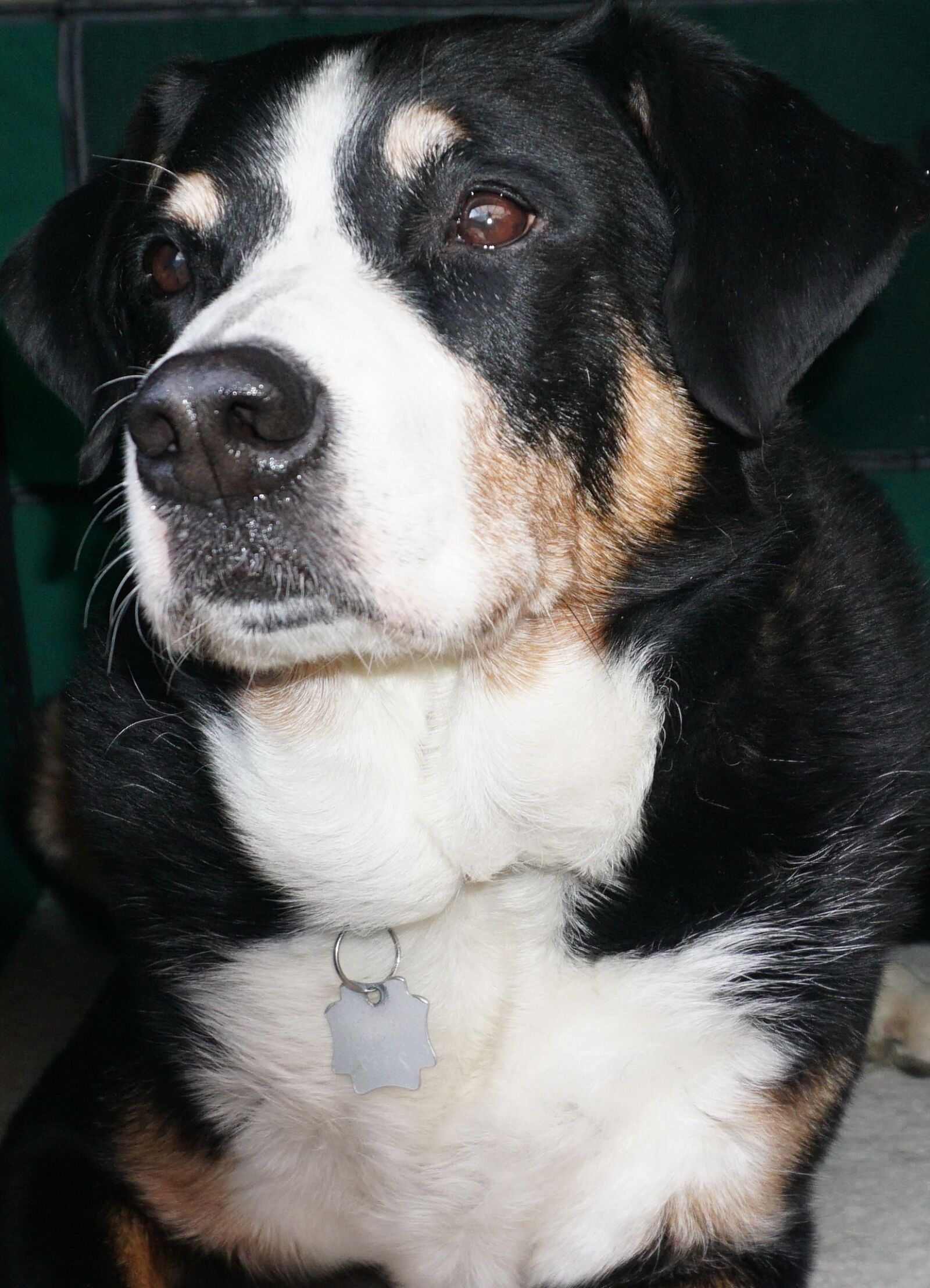 Sony a6000 sample photo. Dog, good, pet photography
