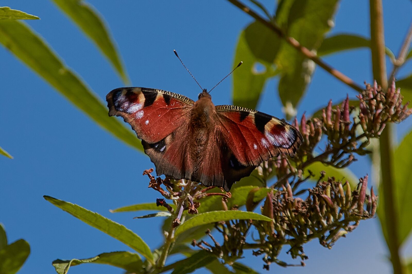 Nikon D3200 sample photo. Peacock butterfly, peacock, butterfly photography
