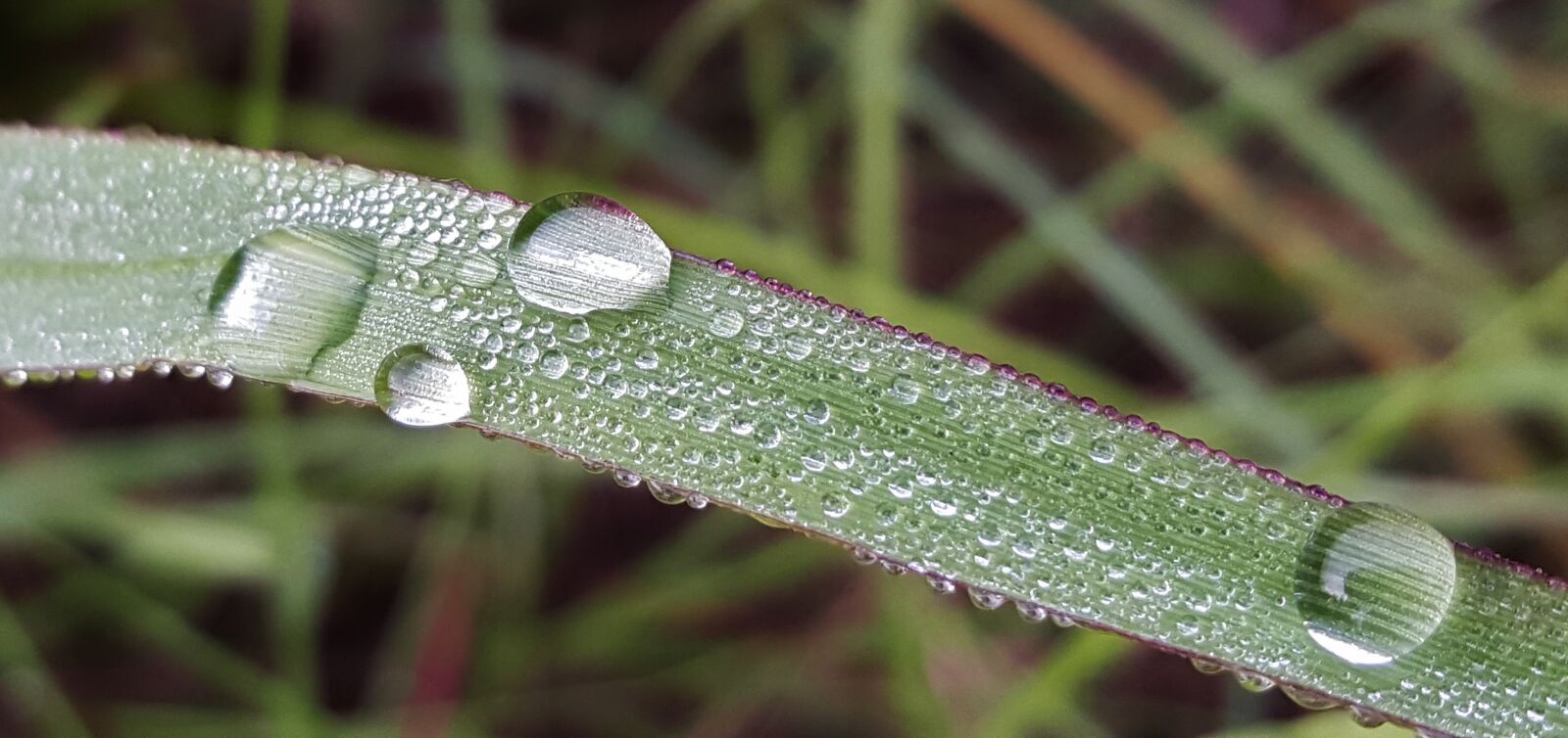 Samsung Galaxy Note5 sample photo. Grass, blade of grass photography