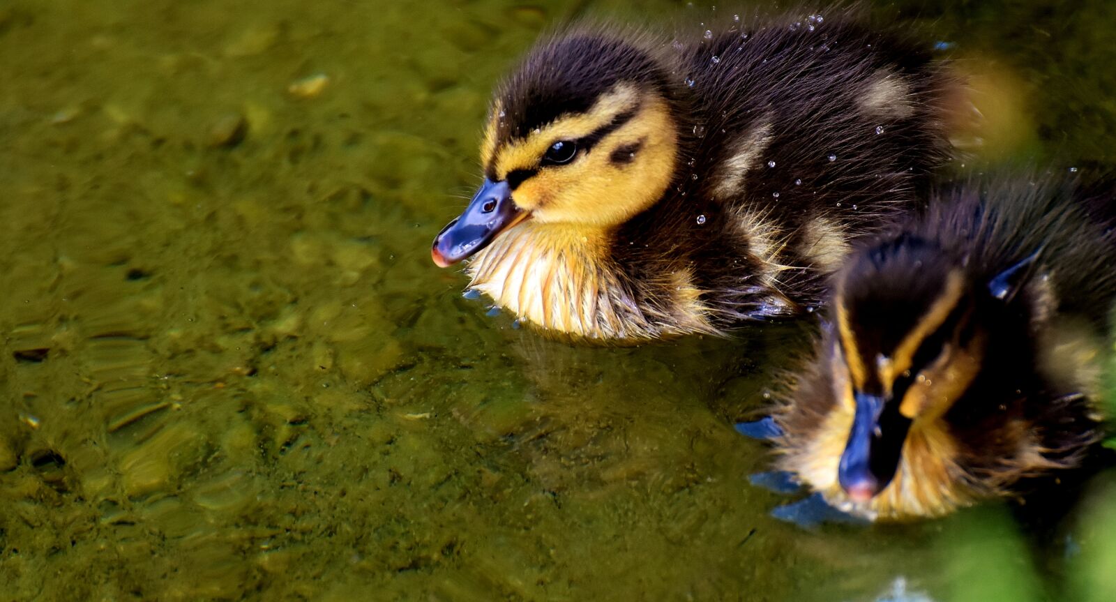 Nikon D7200 sample photo. Mallard, chicks, baby photography